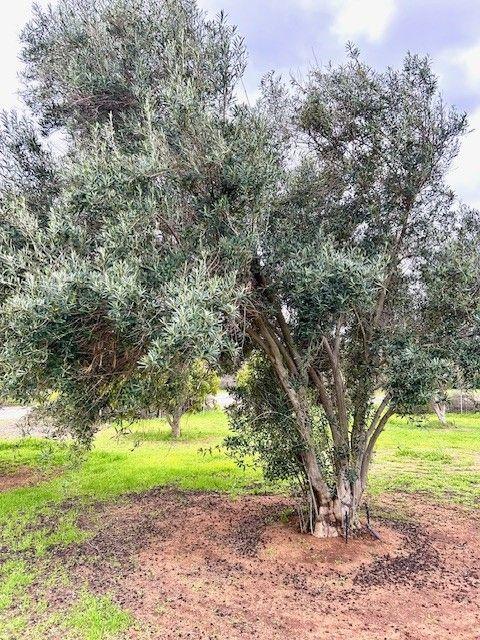 House for Sale: Dongara, WA 6525, WA, 6525