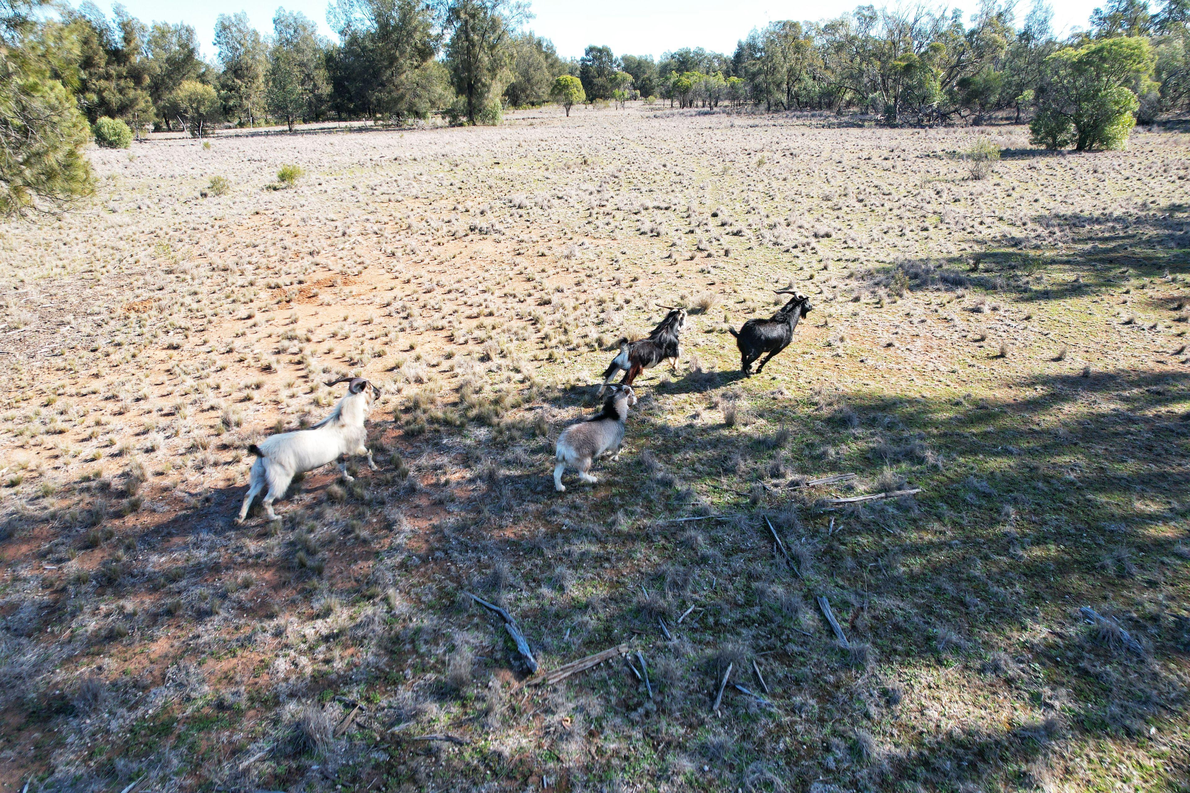 Prop-GPT: Mixed Farming: NSW Tottenham, NSW 2873 Rural
