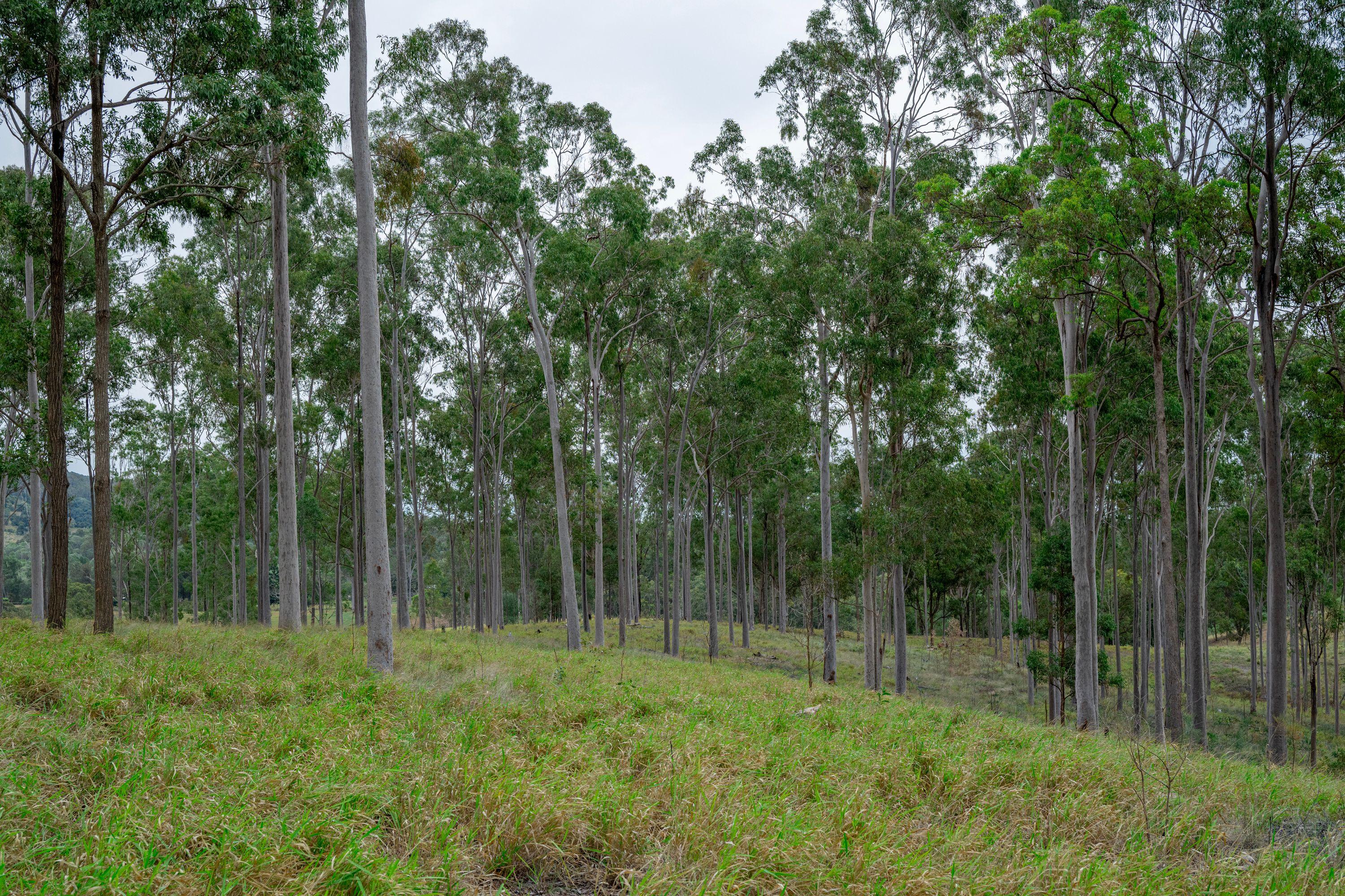 Lifestyle for Sale: Bauple, QLD 4650, QLD, 4650