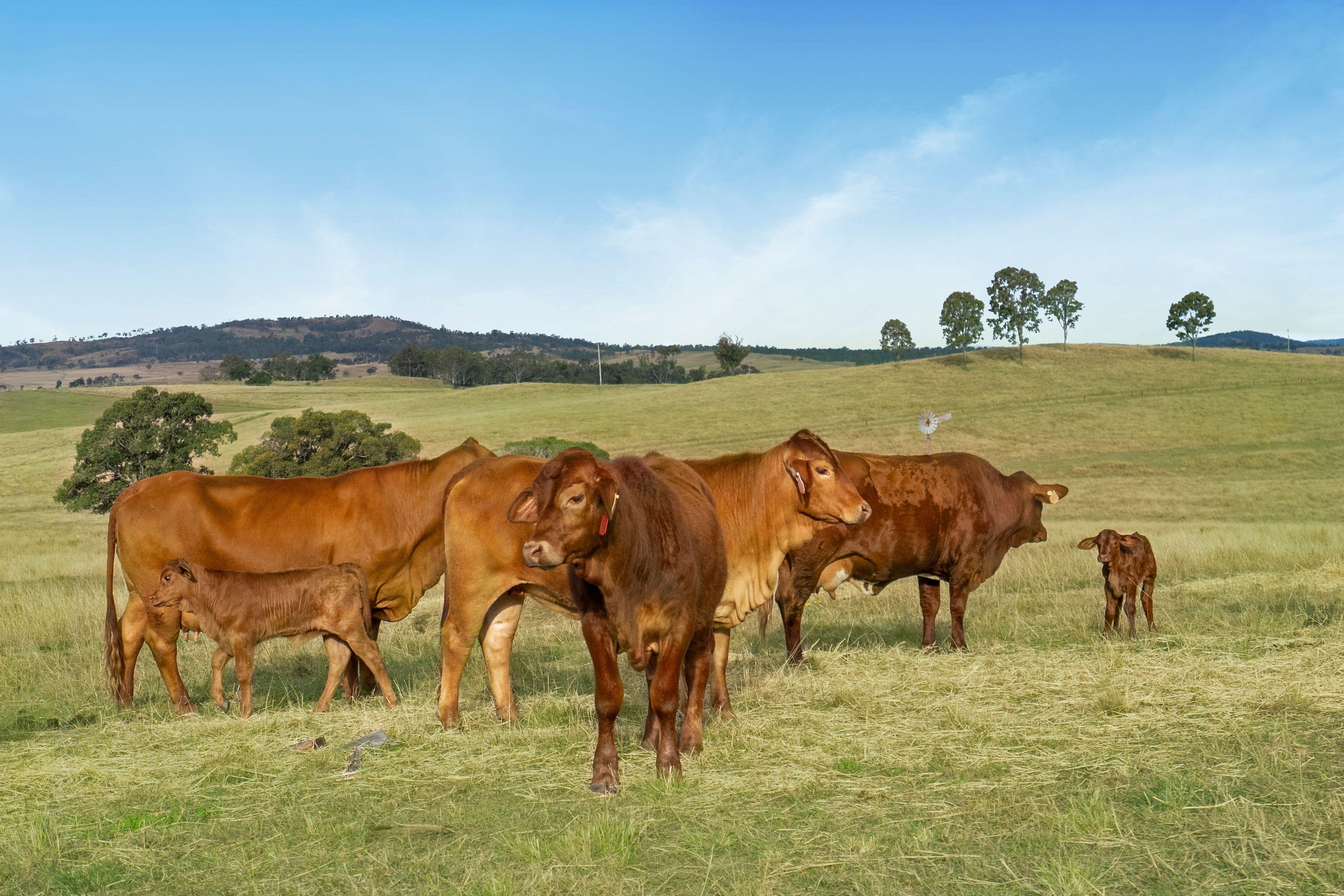 Mixed Farming for Sale: Rosevale, QLD 4340, QLD, 4340