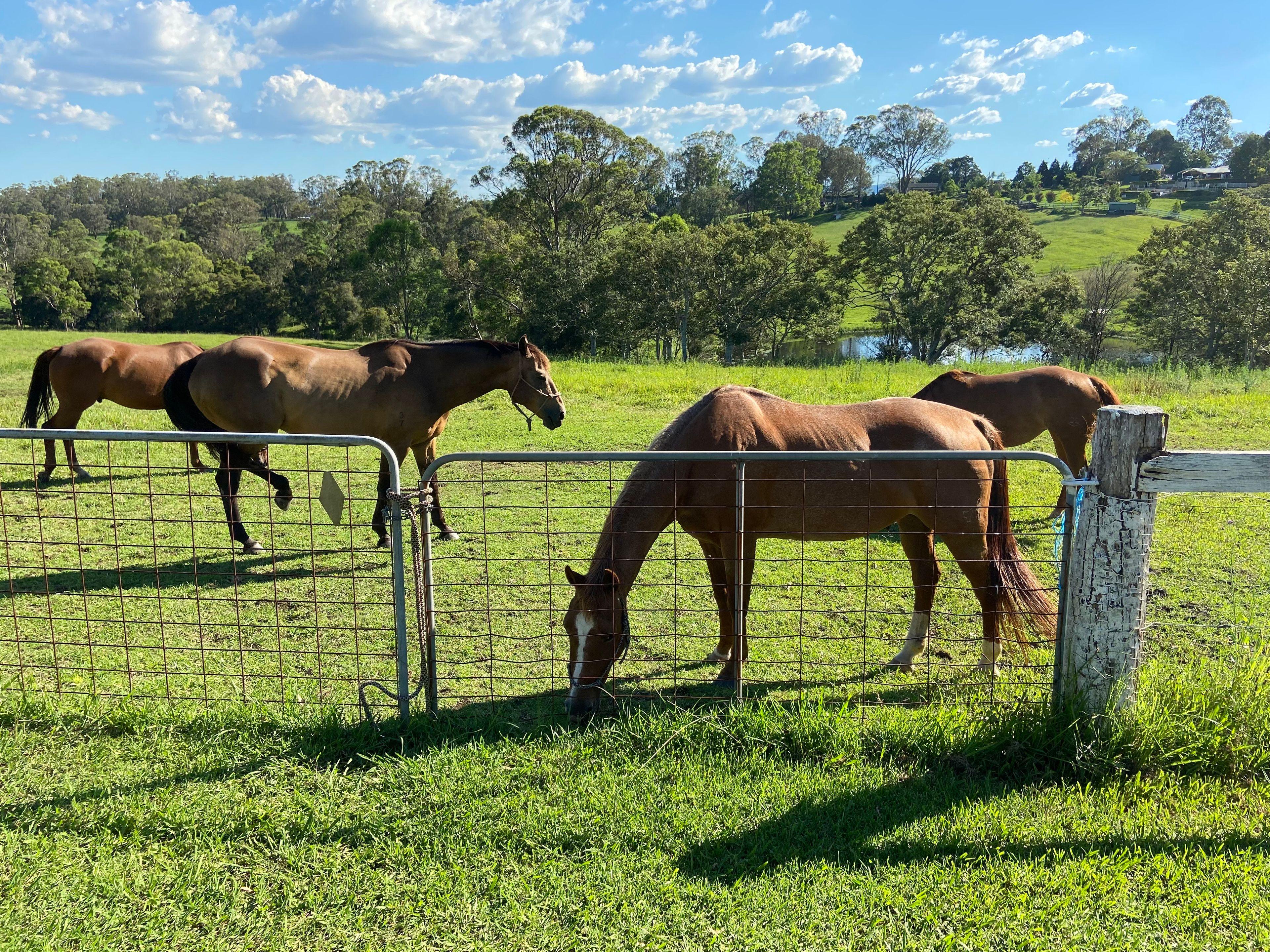 Prop-GPT: Acreage/Semi-Rural: NSW Kurmond, NSW 2757 Home For Sale