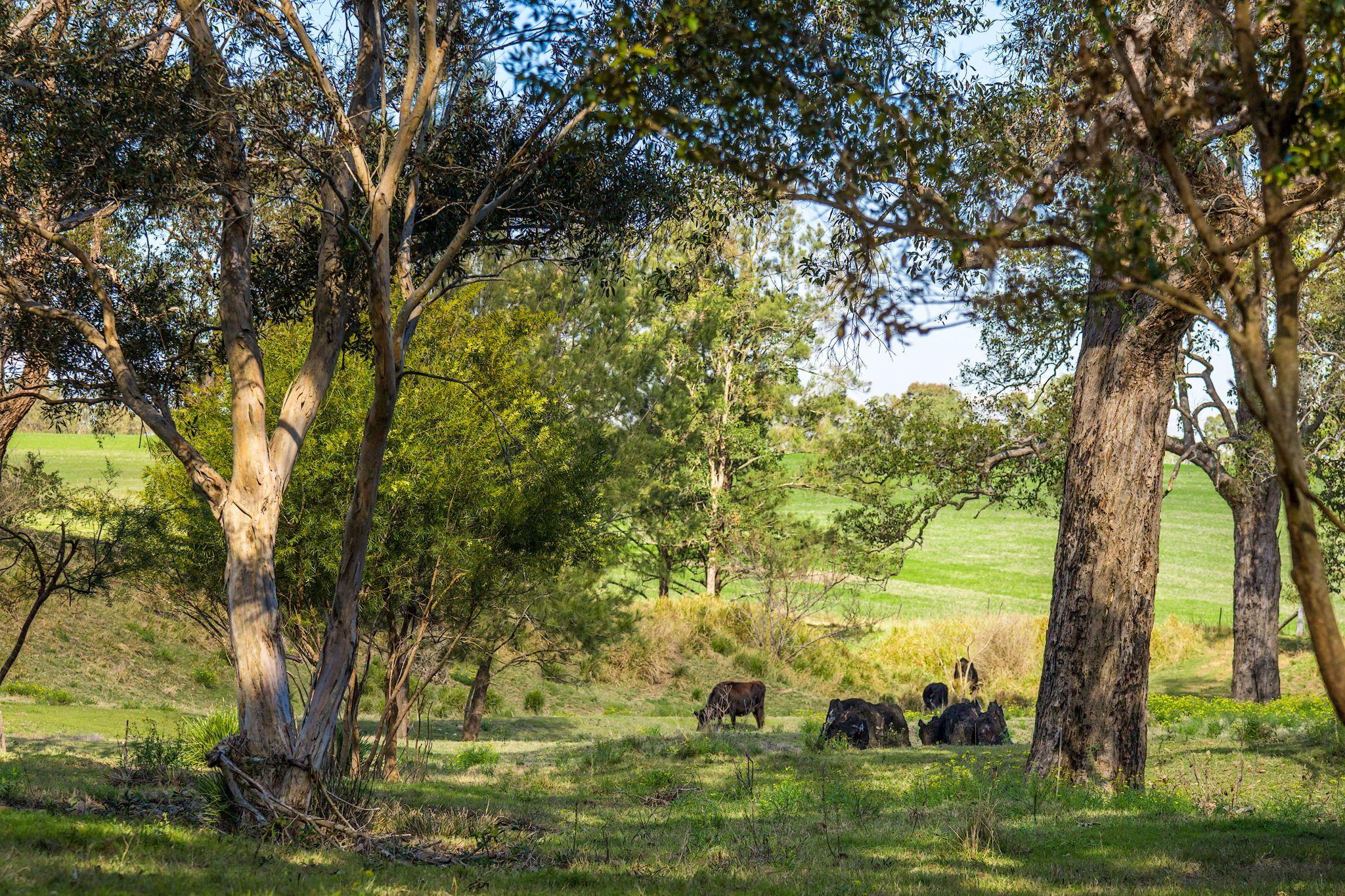 Acreage/Semi-Rural for Sale: Tabulam, NSW 2469, NSW, 2469