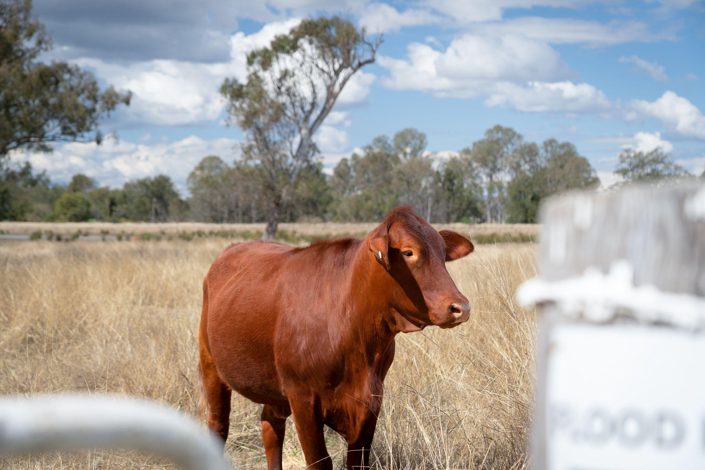 Mixed Farming for Sale: Harrisville, QLD 4307, QLD, 4307