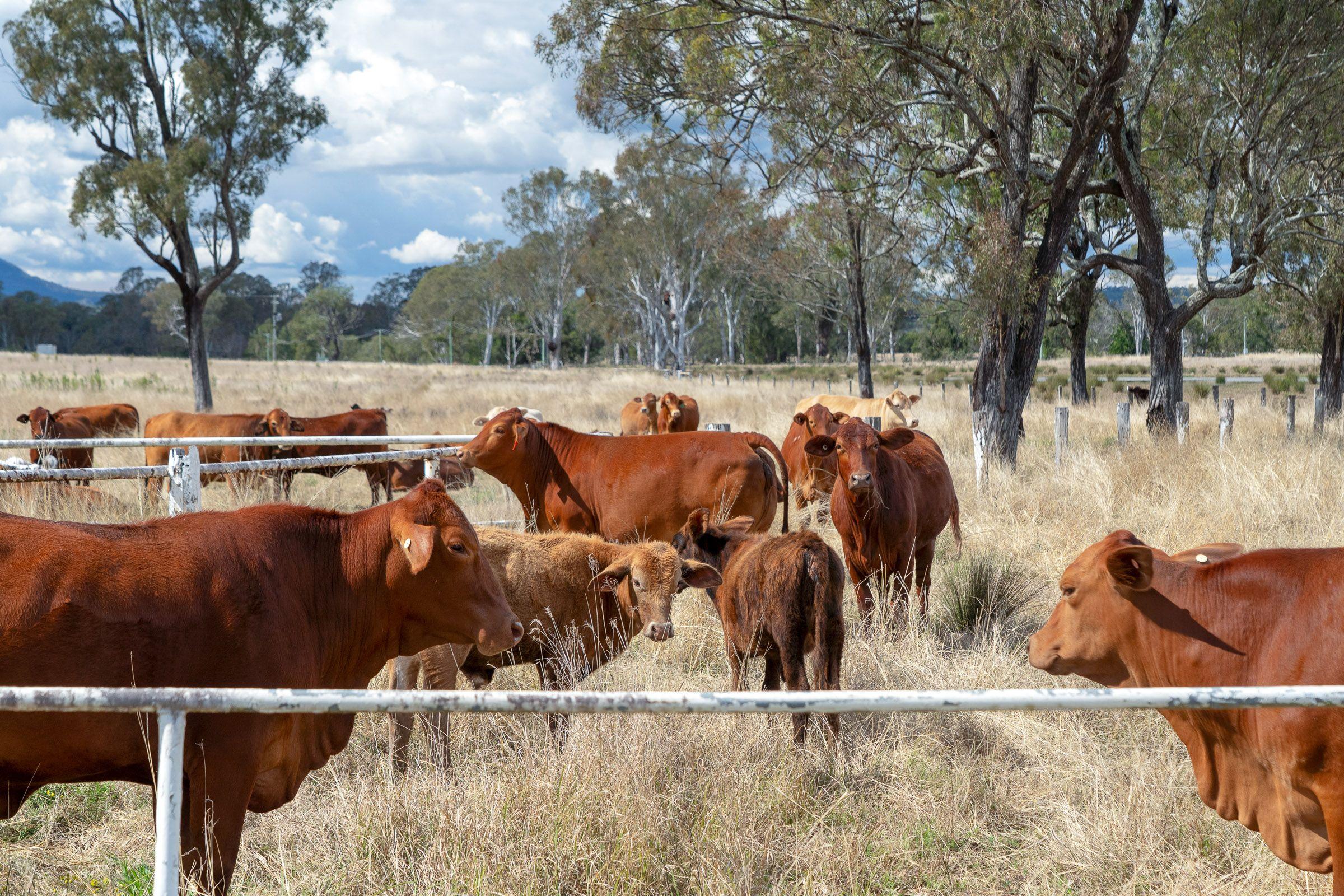 Mixed Farming for Sale: Harrisville, QLD 4307, QLD, 4307