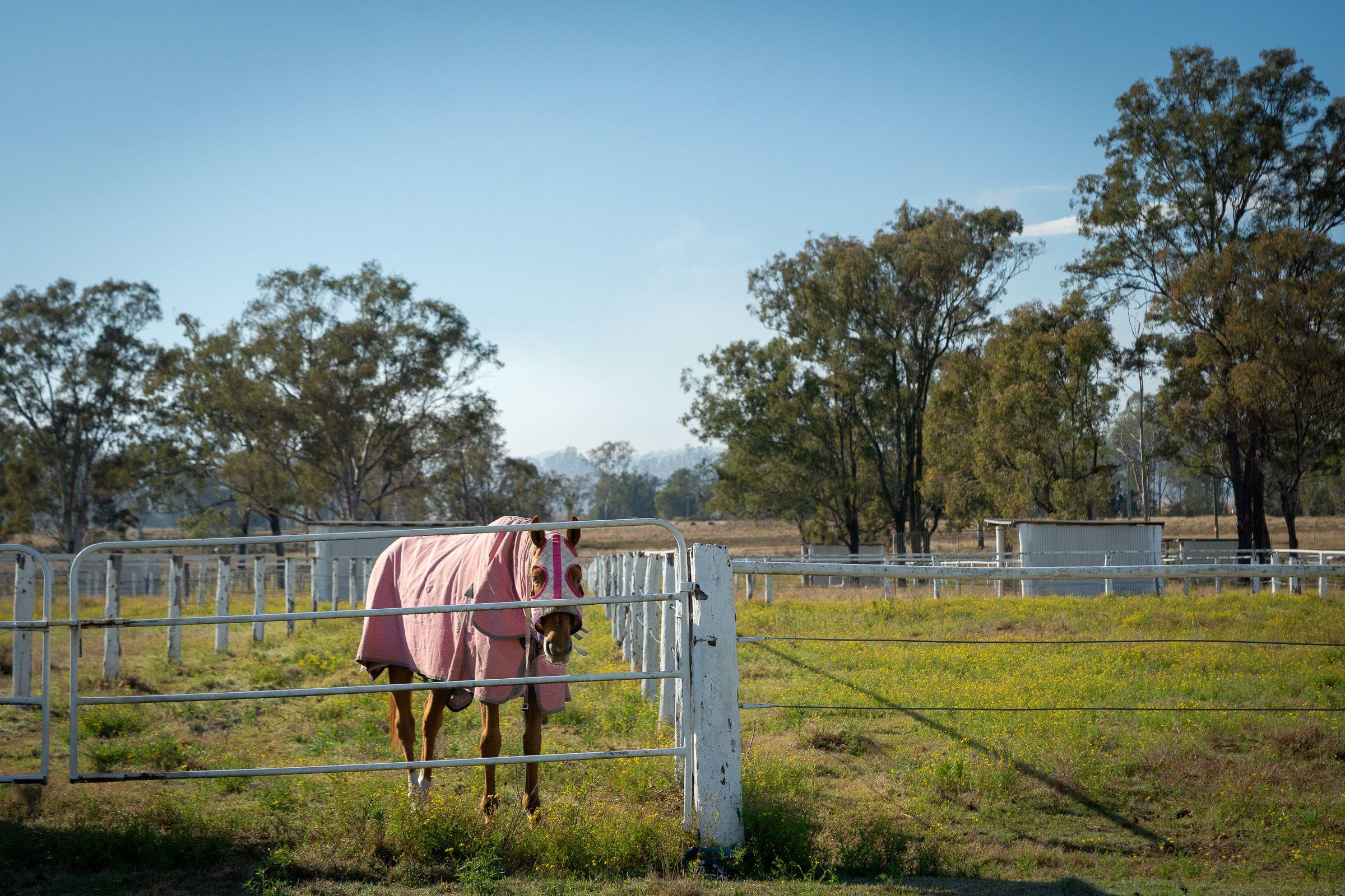 Mixed Farming for Sale: Harrisville, QLD 4307, QLD, 4307