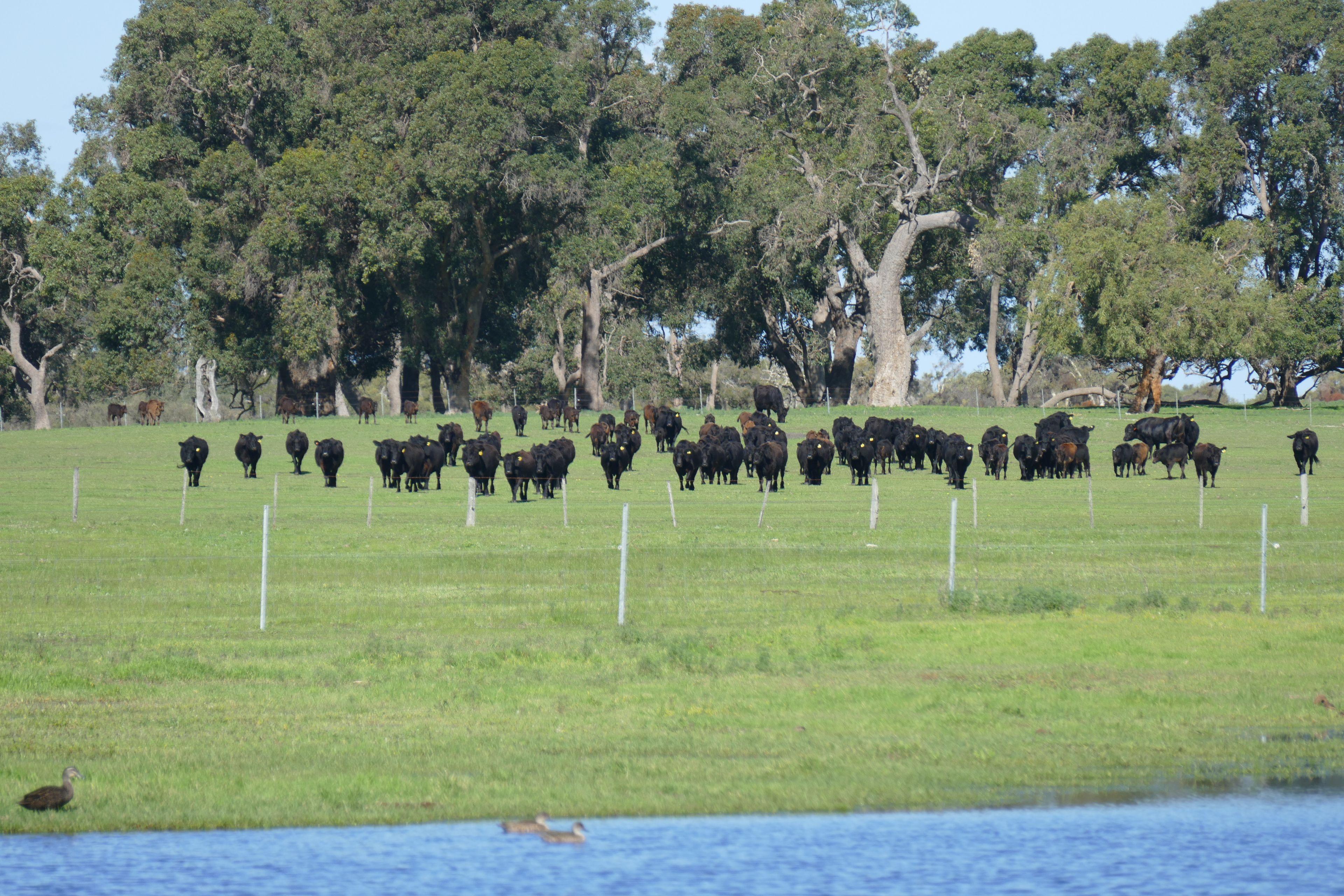 Prop-GPT: Mixed Farming: WA Wanerie, WA 6503 Rural