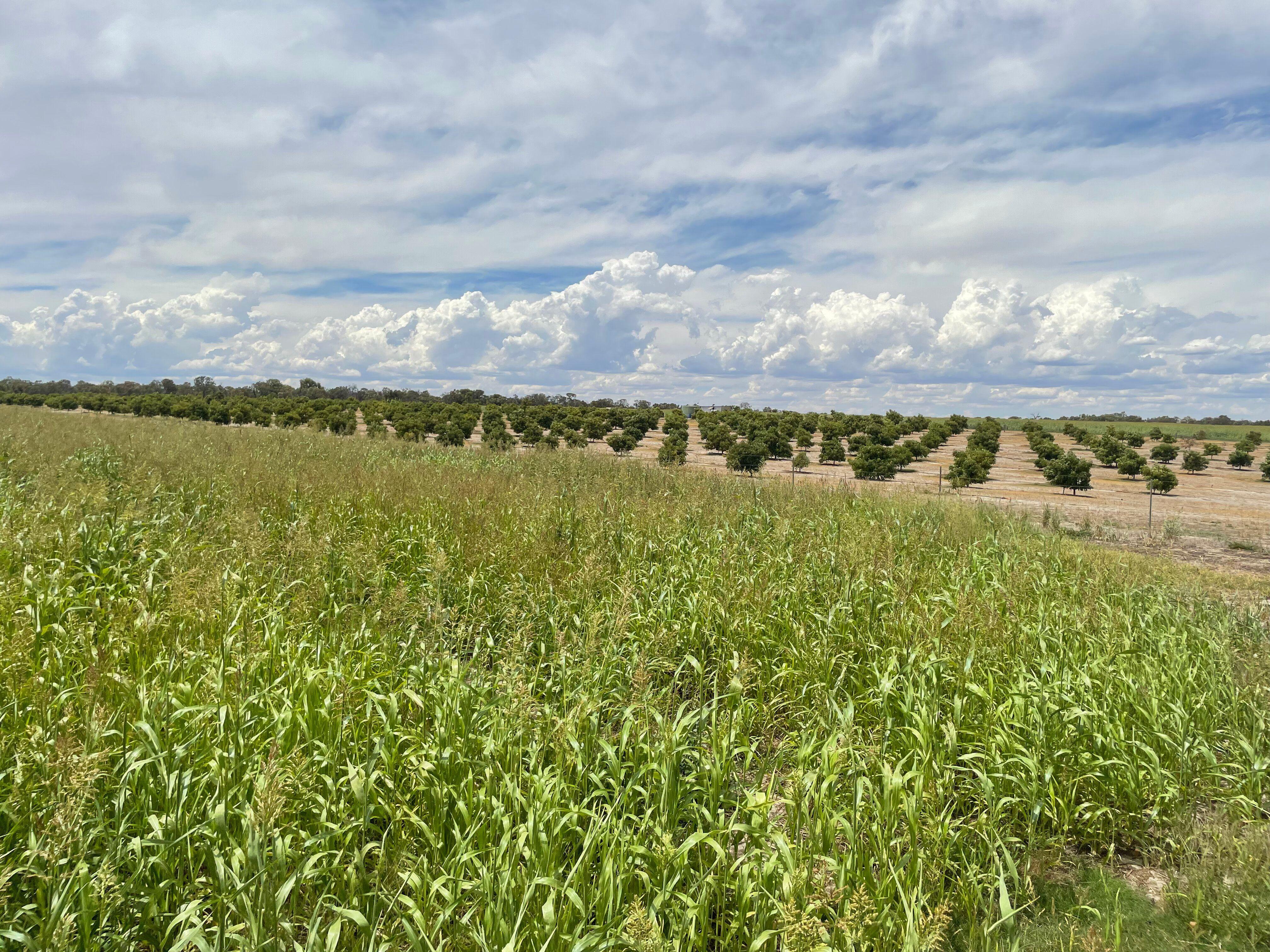Mixed Farming for Sale: Wanerie, WA 6503, WA, 6503