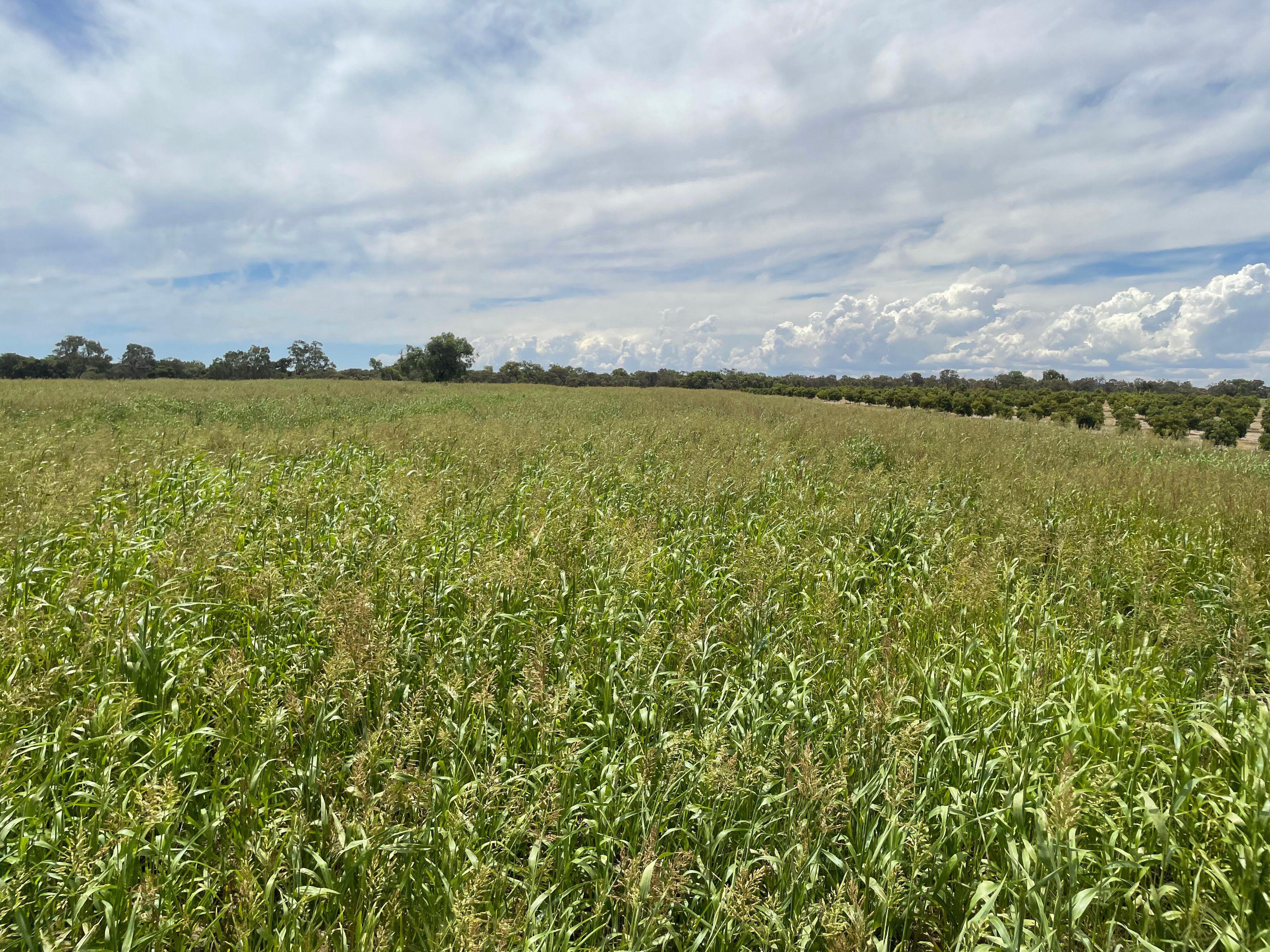 Mixed Farming for Sale: Wanerie, WA 6503, WA, 6503