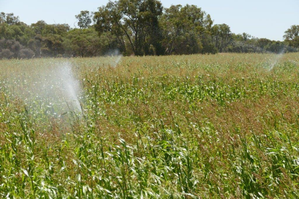 Mixed Farming for Sale: Wanerie, WA 6503, WA, 6503