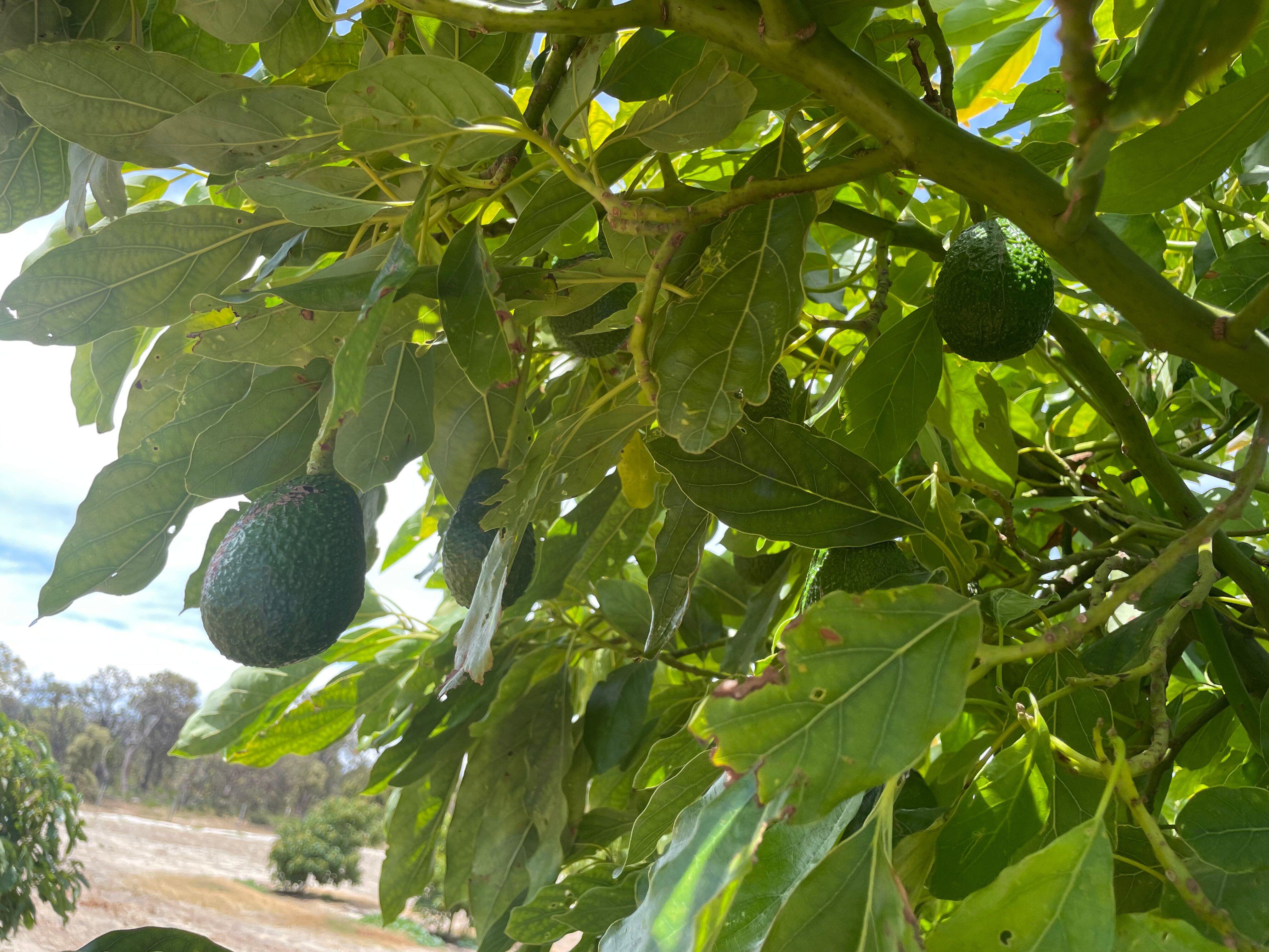 Mixed Farming for Sale: Wanerie, WA 6503, WA, 6503