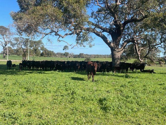Mixed Farming for Sale: Wanerie, WA 6503, WA, 6503