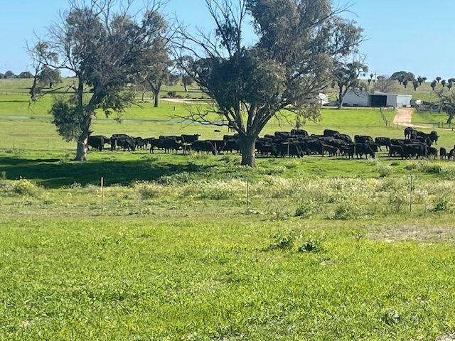 Mixed Farming for Sale: Wanerie, WA 6503, WA, 6503
