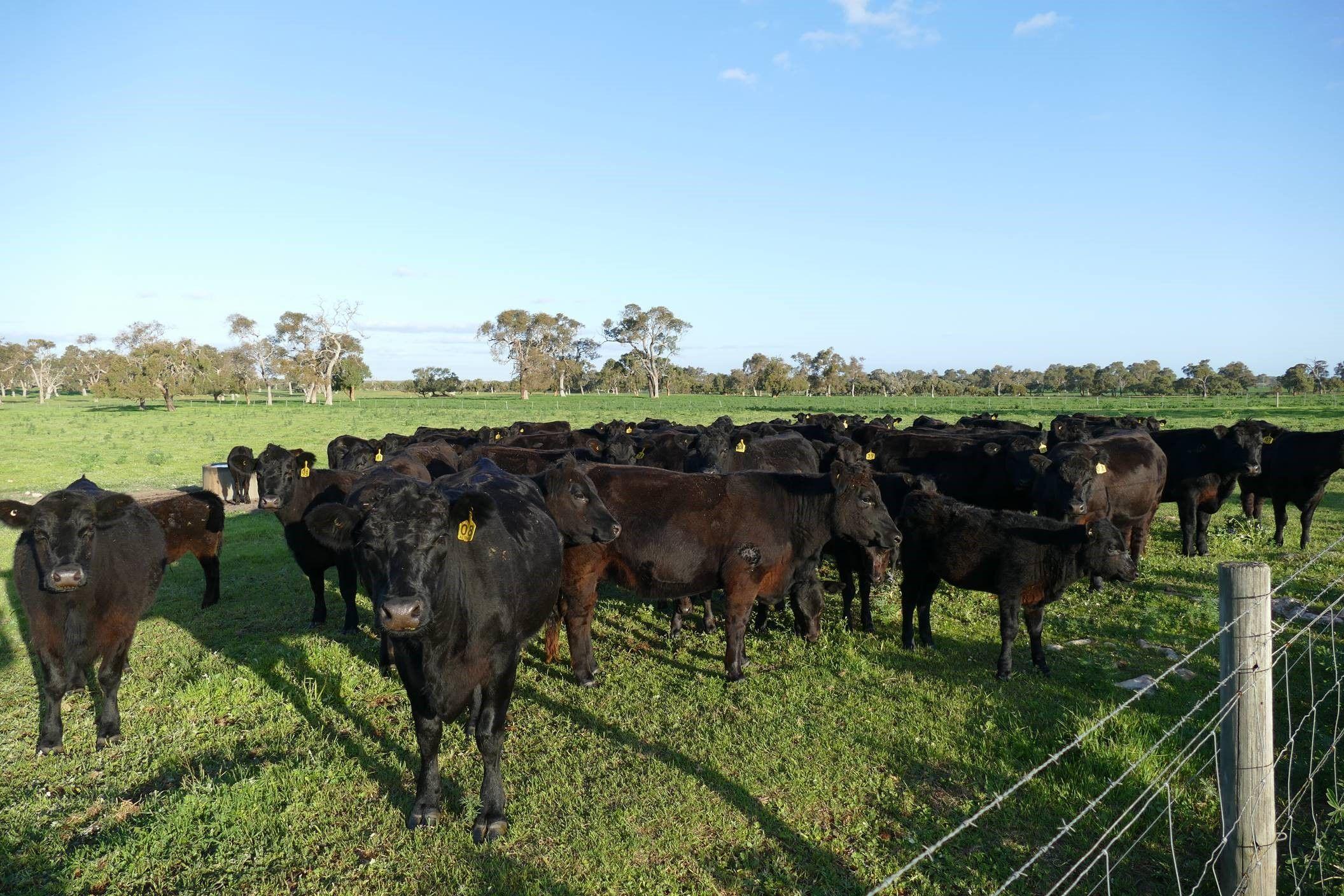 Mixed Farming for Sale: Wanerie, WA 6503, WA, 6503
