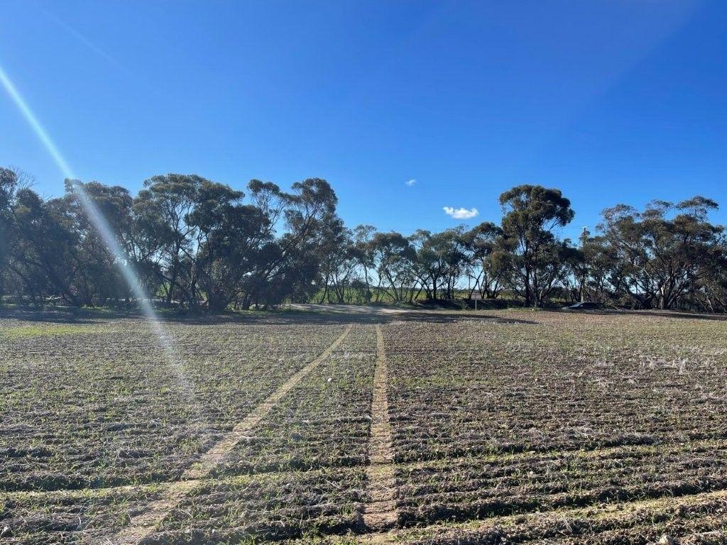 Property for Sale: Wedderburn, VIC 3518, VIC, 3518