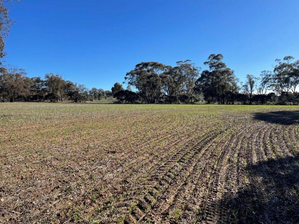 Property for Sale: Wedderburn, VIC 3518, VIC, 3518