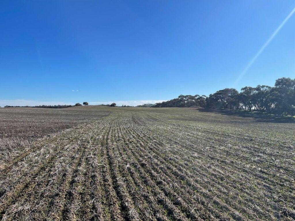 Property for Sale: Wedderburn, VIC 3518, VIC, 3518