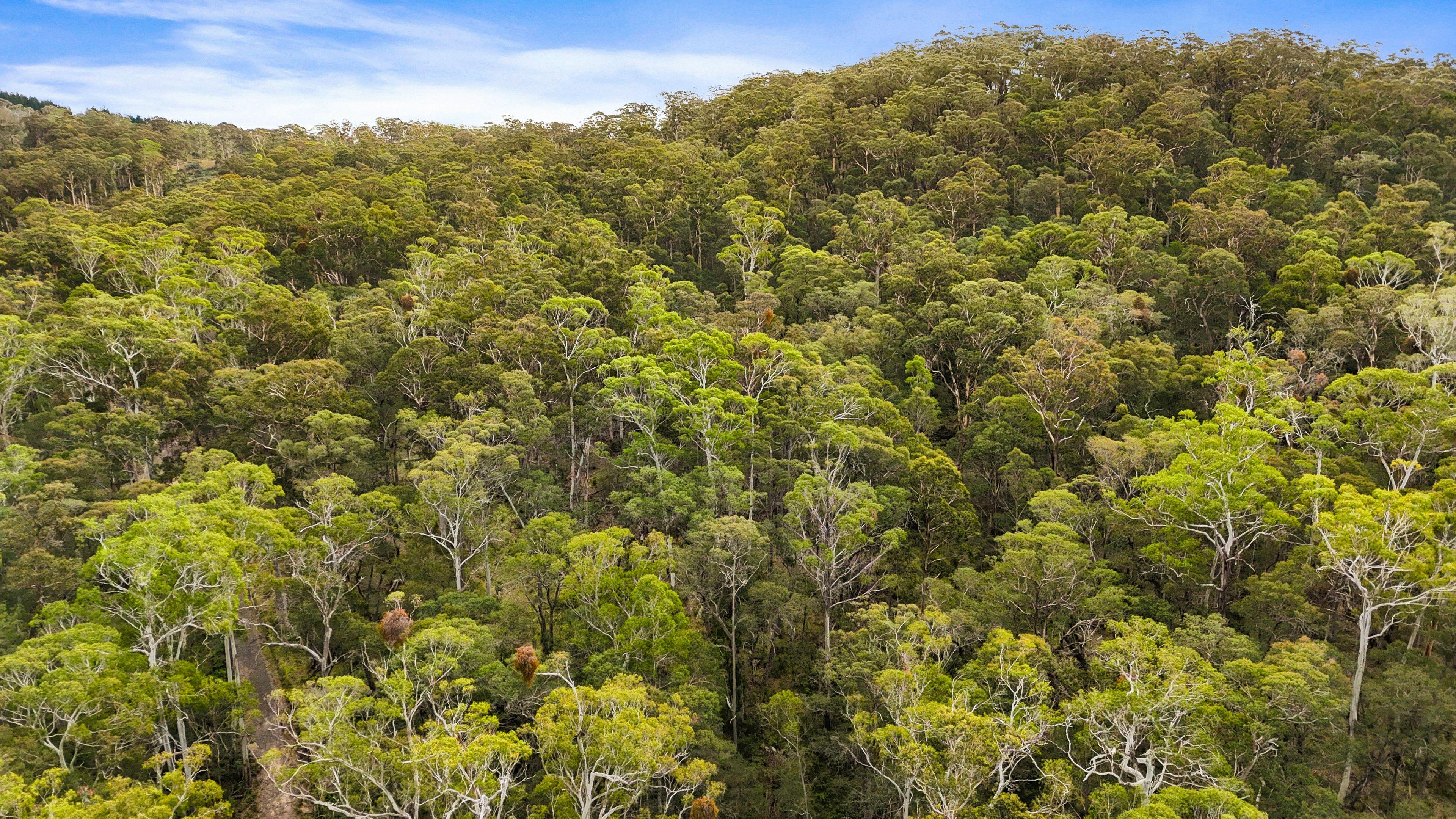 Land for Sale: Cathcart, NSW 2632, NSW, 2632