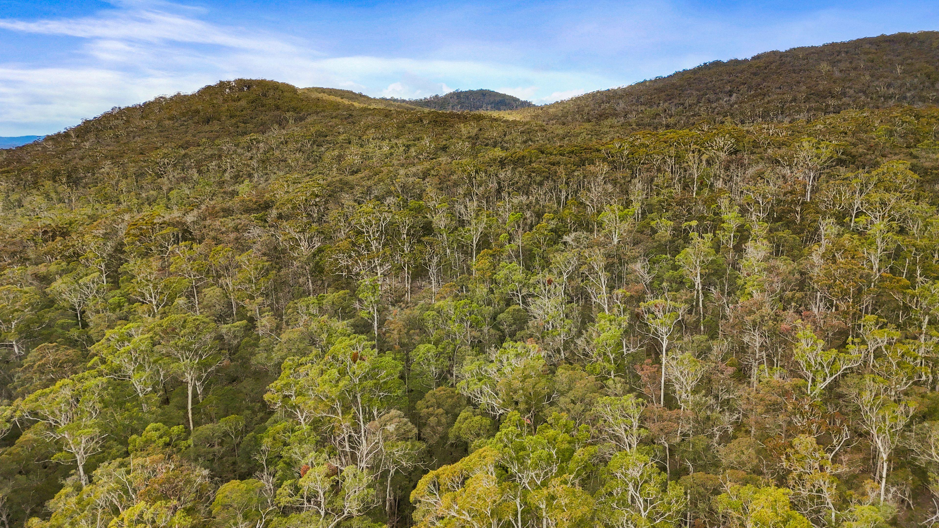 Land for Sale: Cathcart, NSW 2632, NSW, 2632