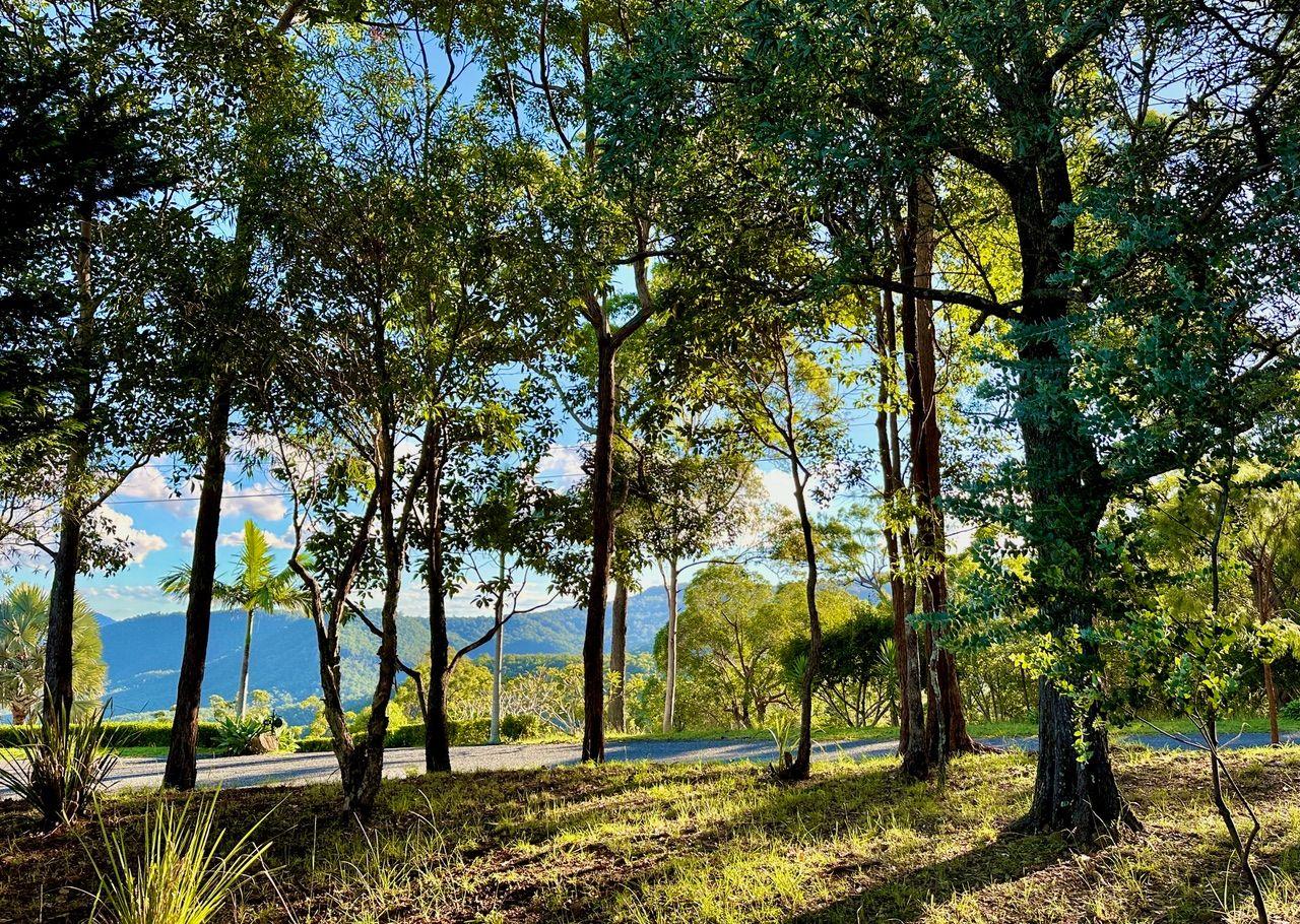 Lifestyle for Sale: Tamborine Mountain, QLD 4272, QLD, 4272