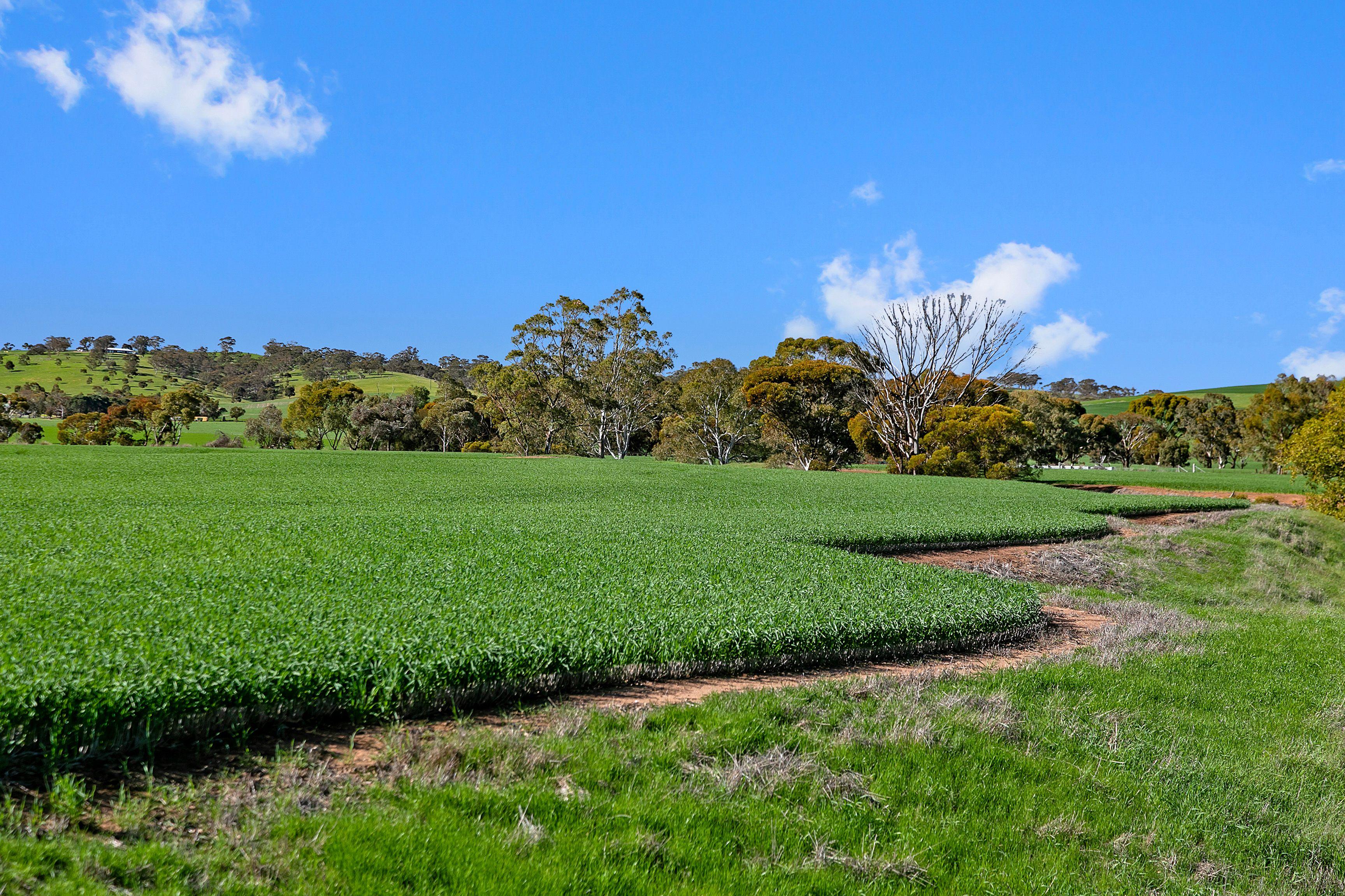 Cropping for Sale: Alma, SA 5401, SA, 5401