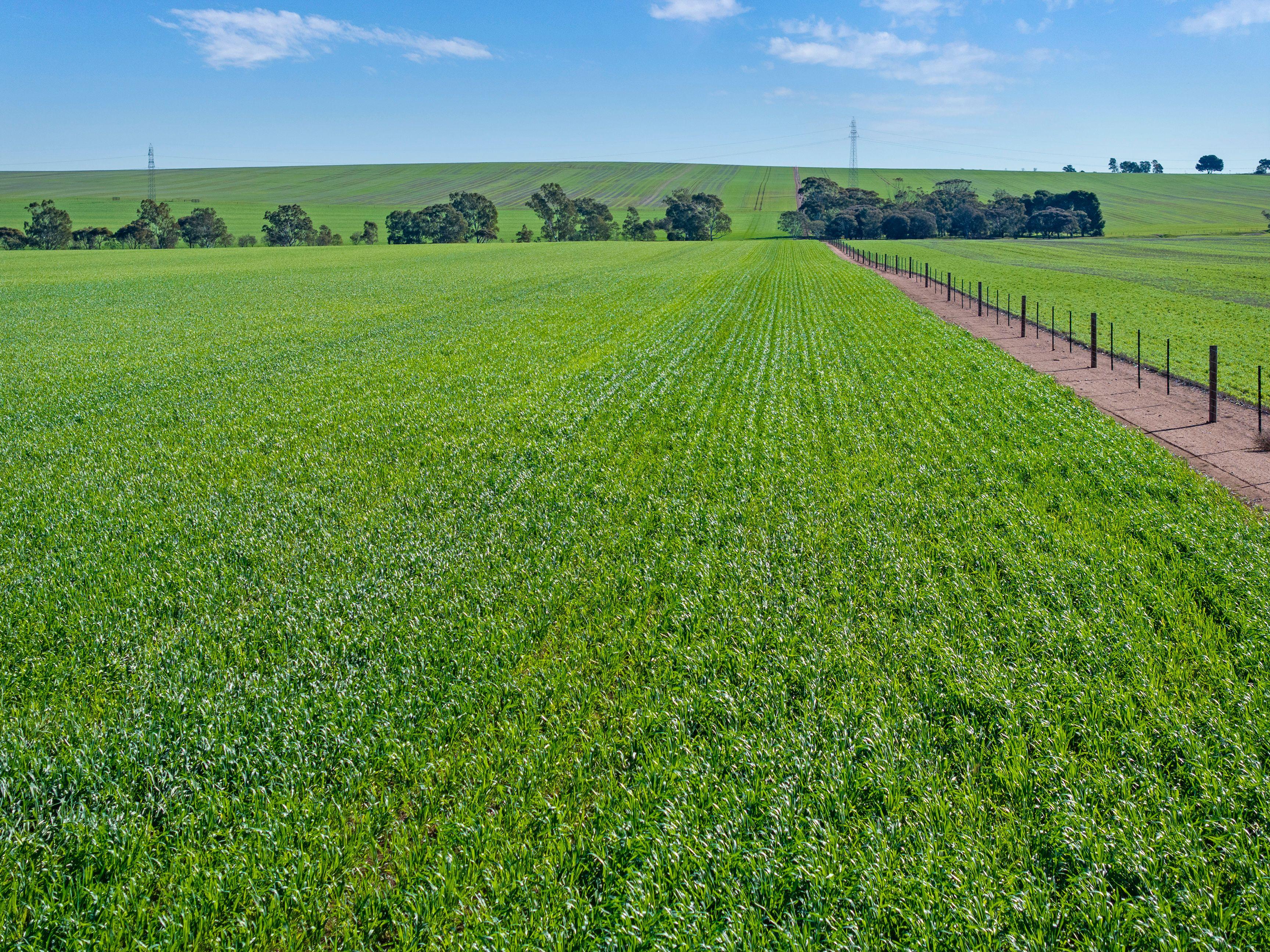 Cropping for Sale: Alma, SA 5401, SA, 5401