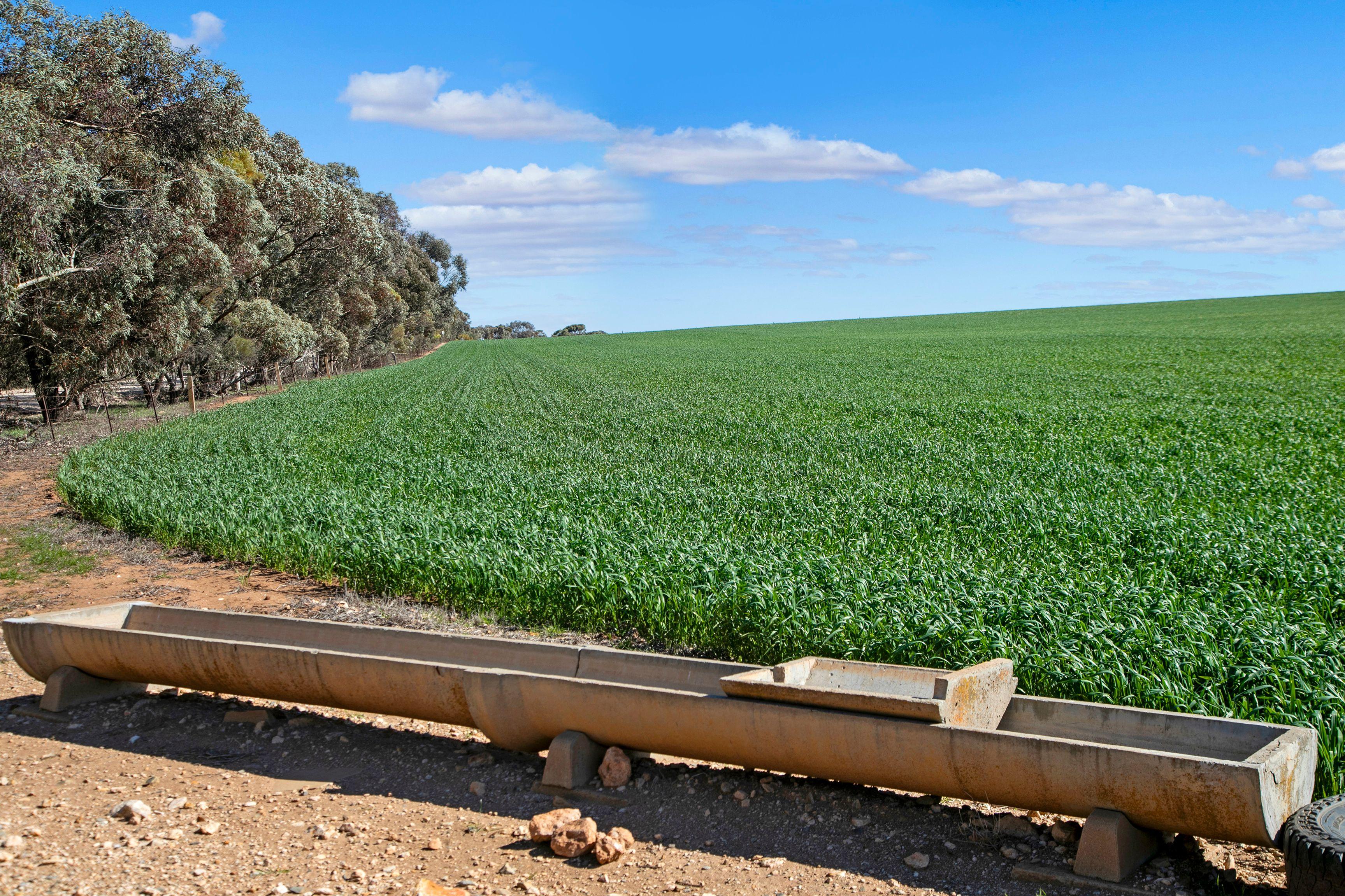 Cropping for Sale: Alma, SA 5401, SA, 5401