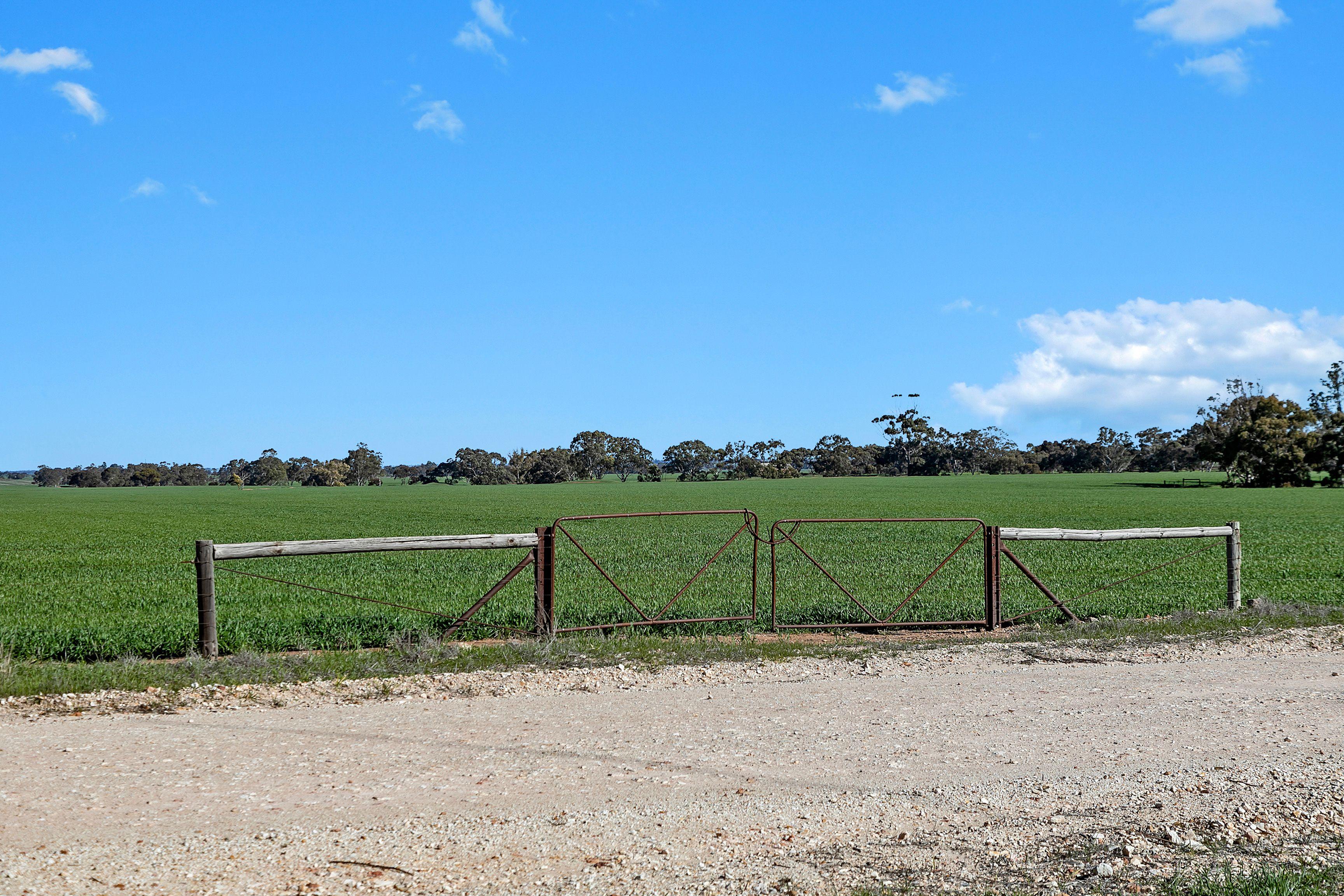 Cropping for Sale: Alma, SA 5401, SA, 5401