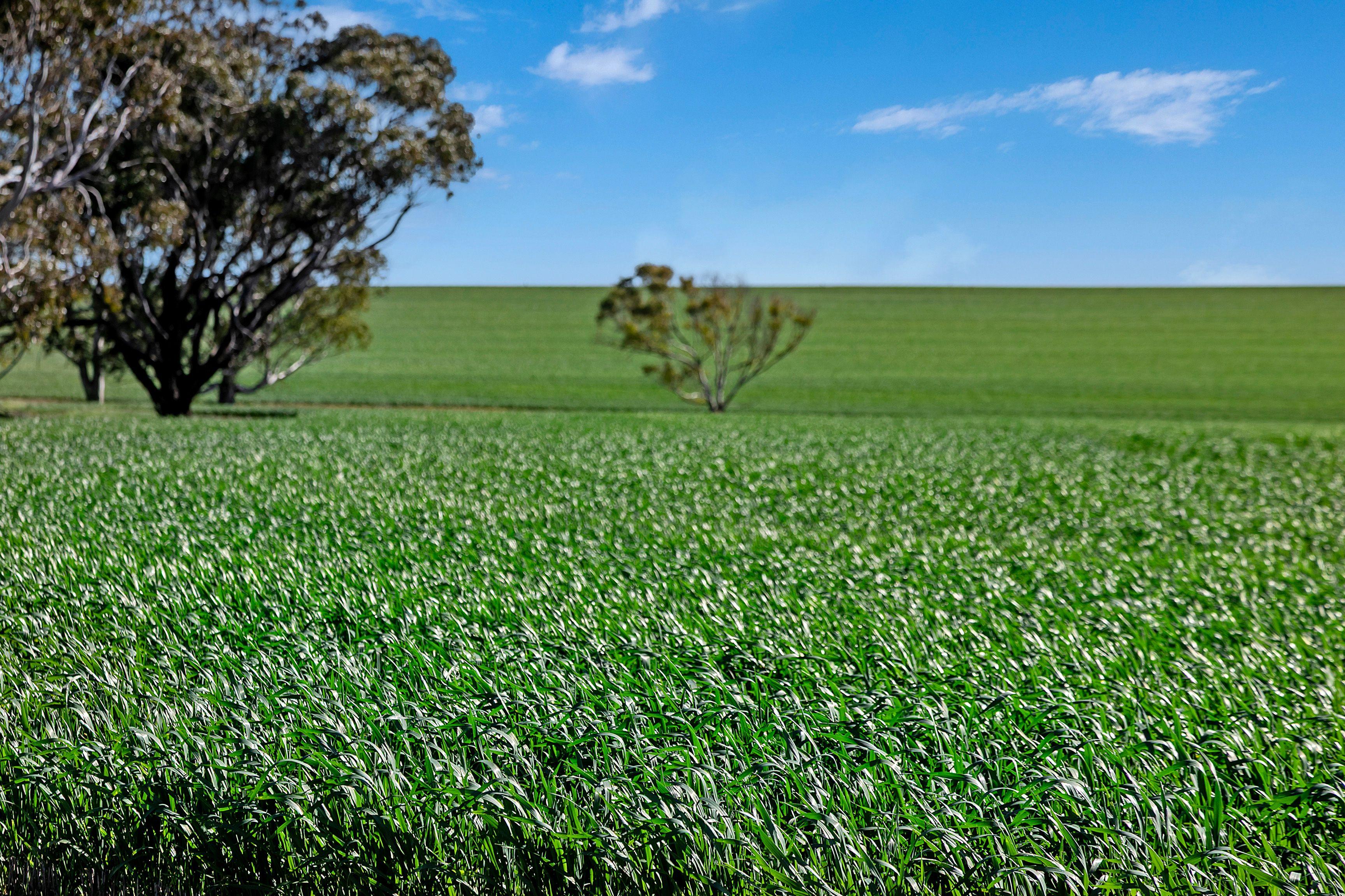 Cropping for Sale: Alma, SA 5401, SA, 5401