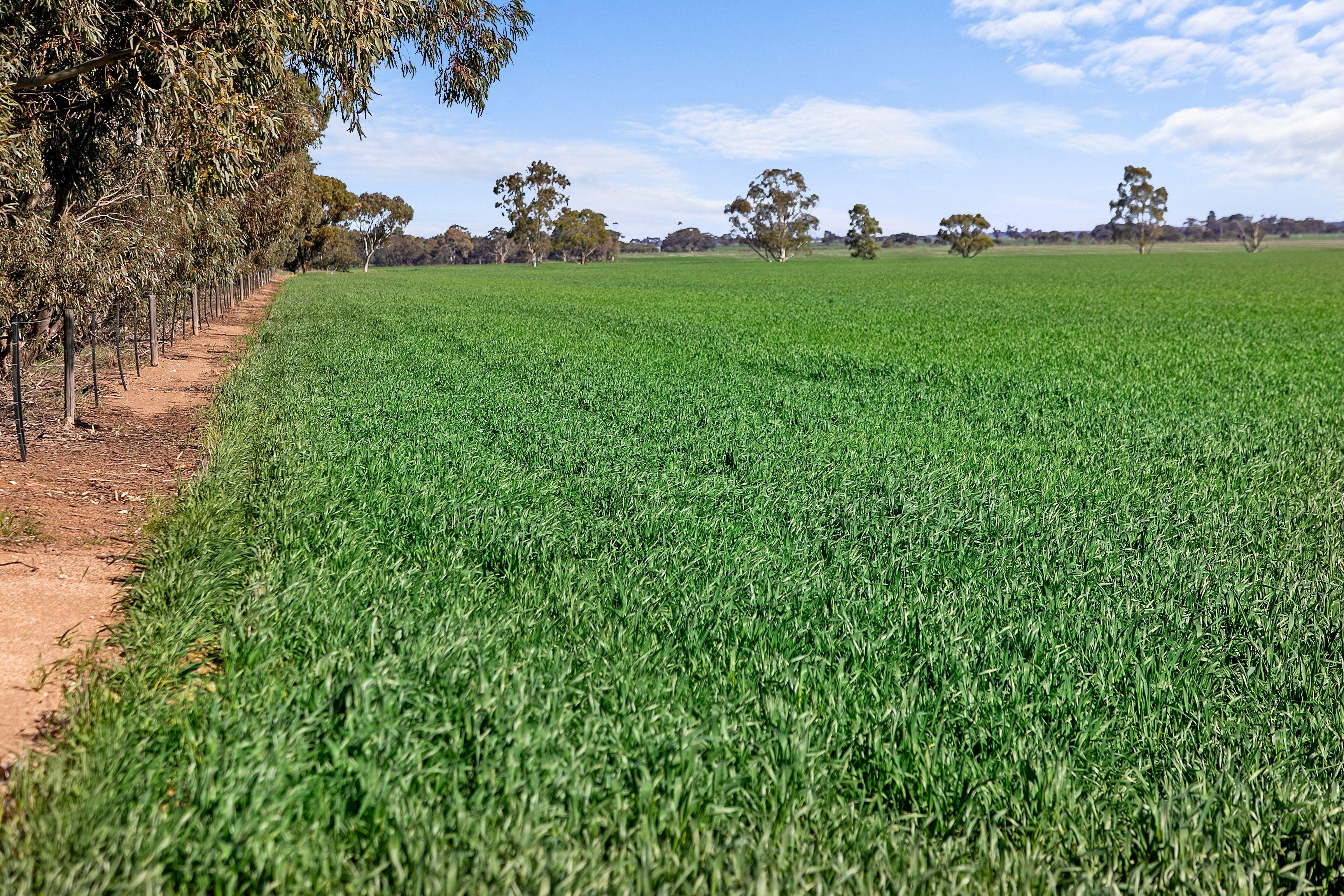 Cropping for Sale: Alma, SA 5401, SA, 5401