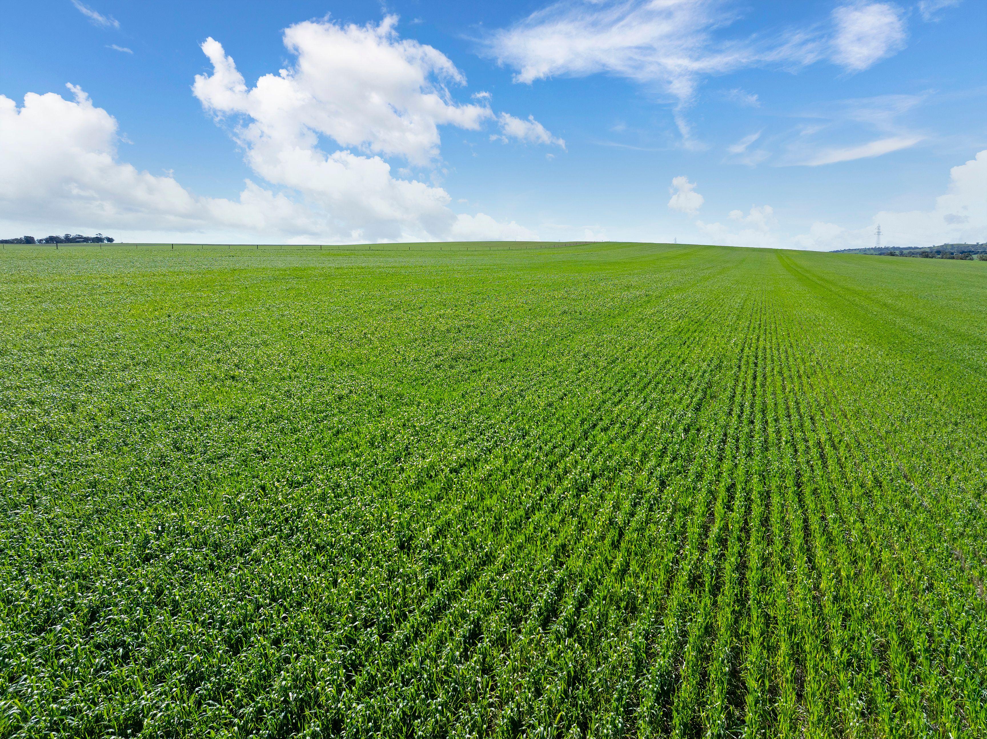 Cropping for Sale: Alma, SA 5401, SA, 5401