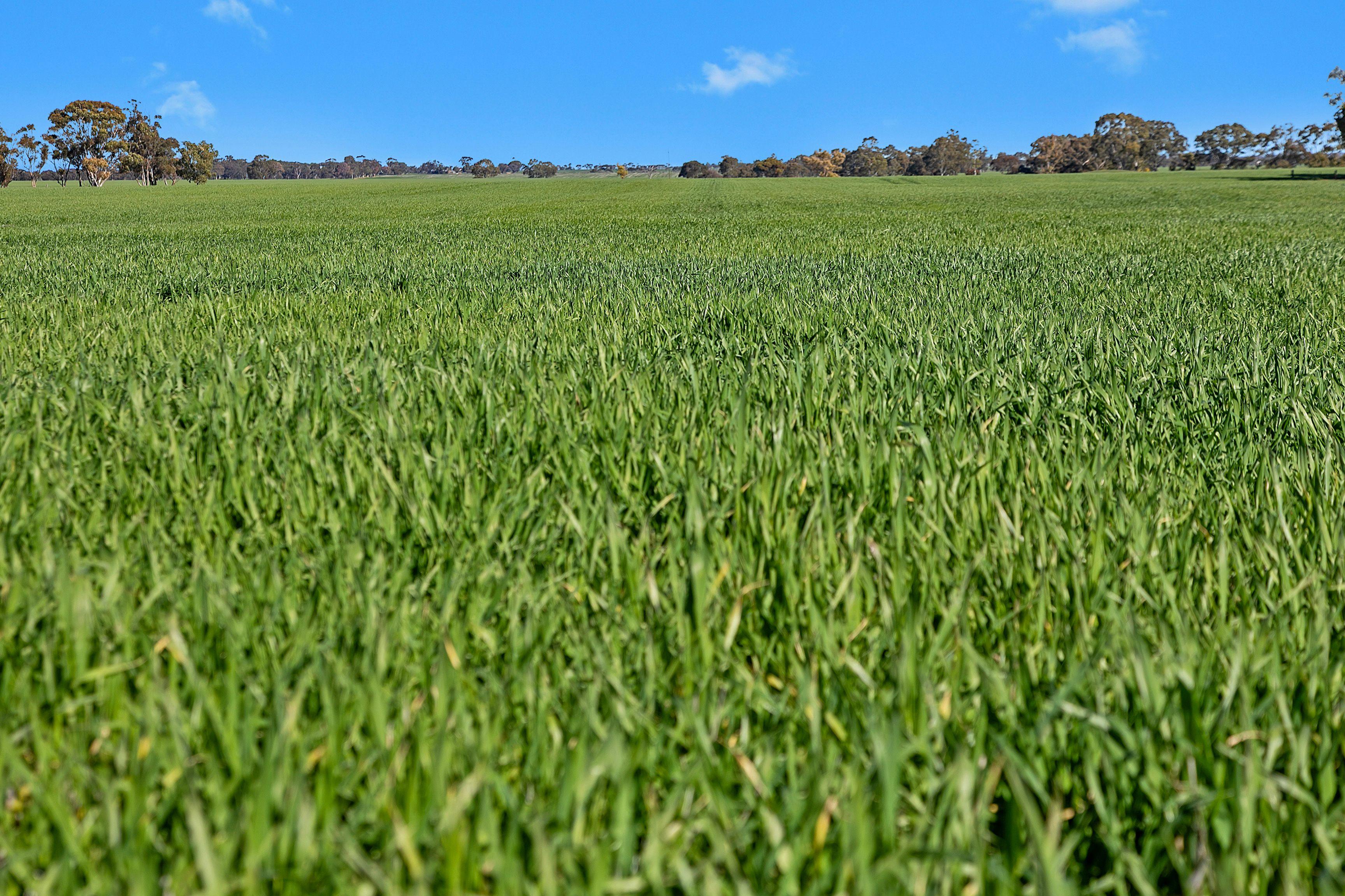 Cropping for Sale: Alma, SA 5401, SA, 5401