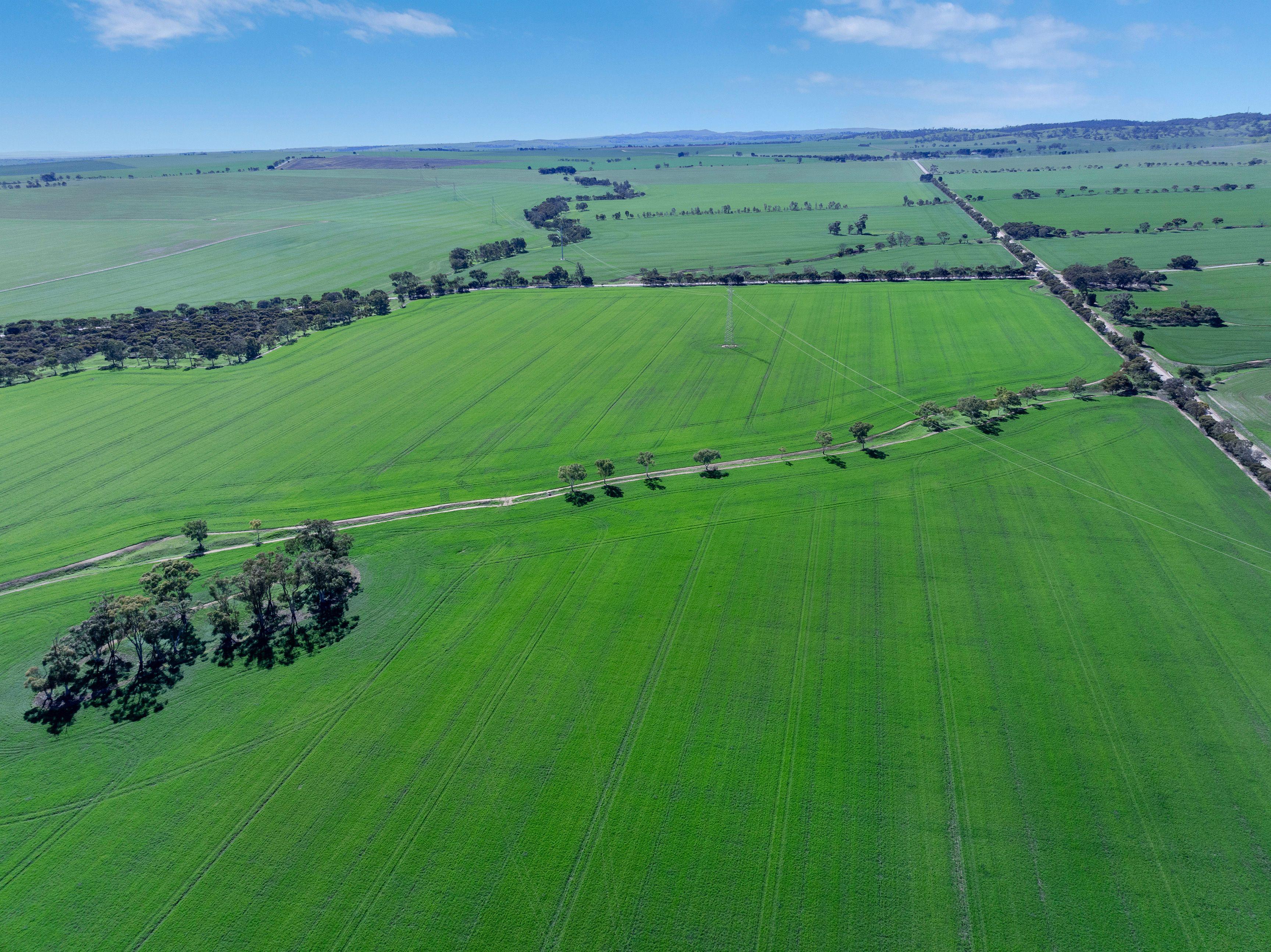 Cropping for Sale: Alma, SA 5401, SA, 5401