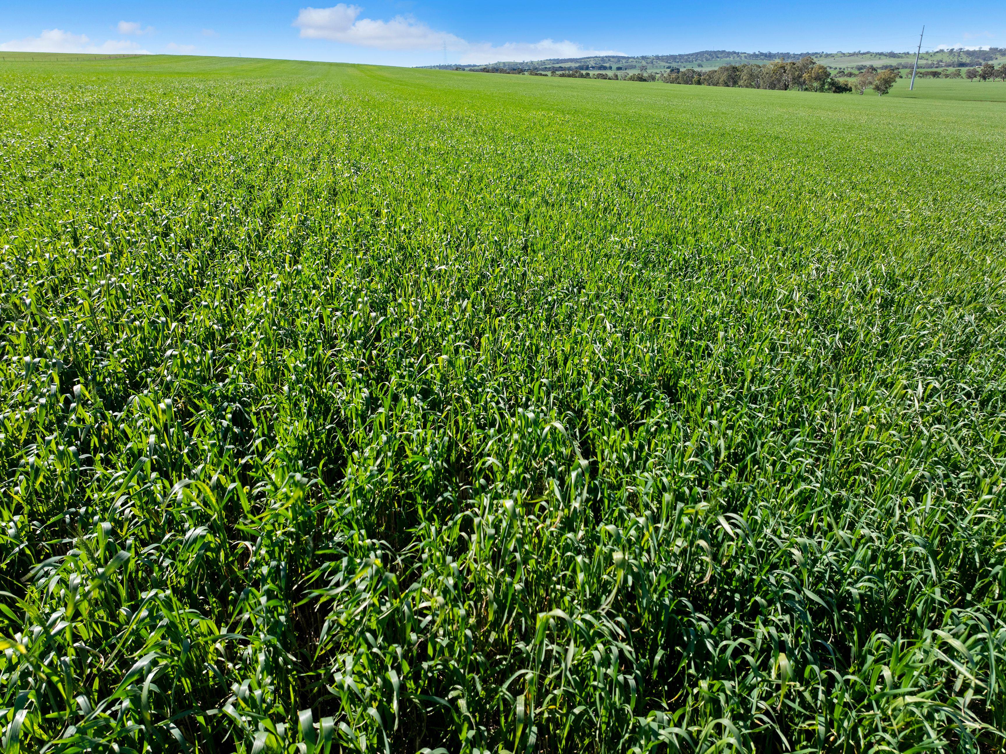 Cropping for Sale: Alma, SA 5401, SA, 5401