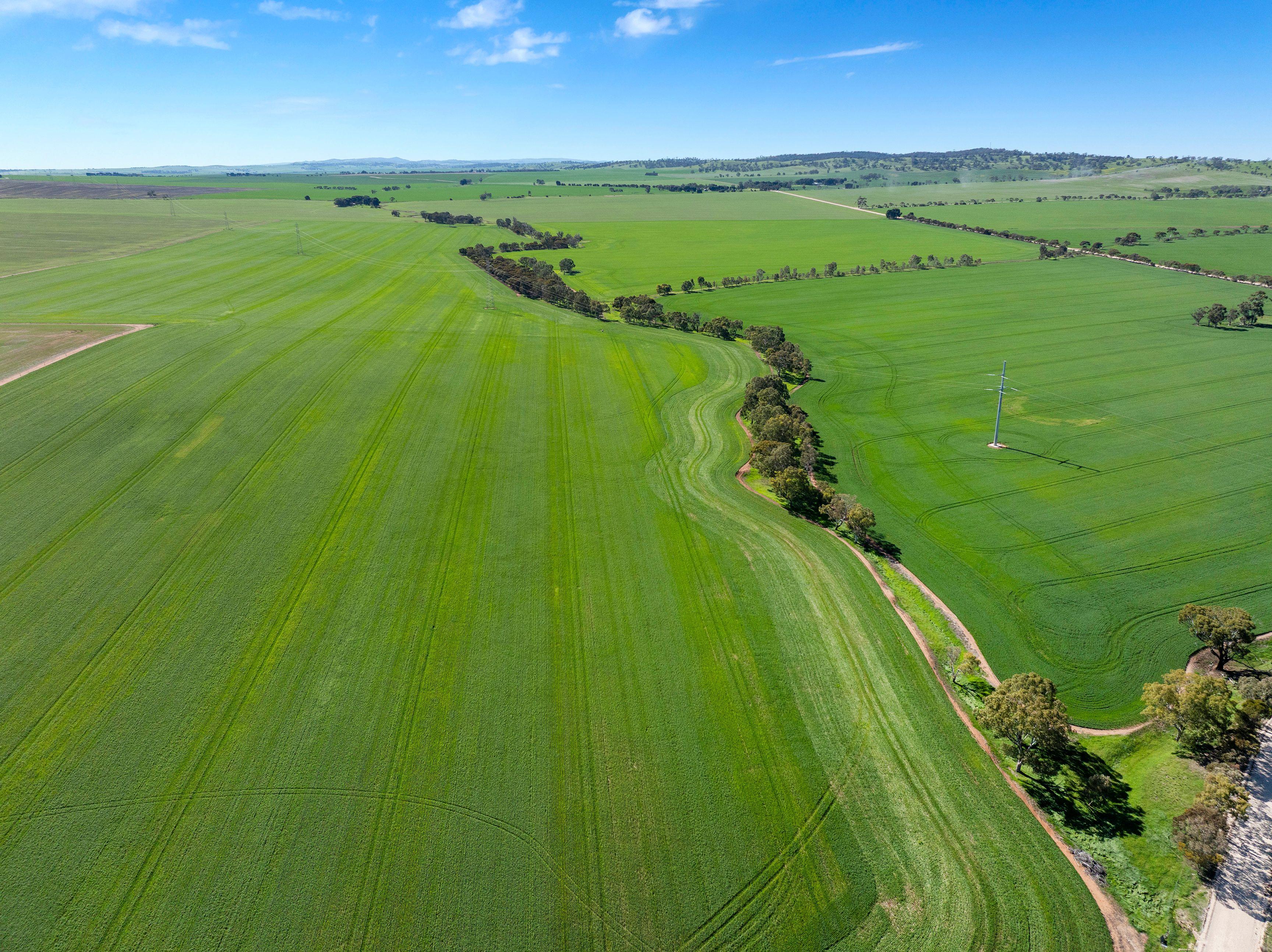 Cropping for Sale: Alma, SA 5401, SA, 5401