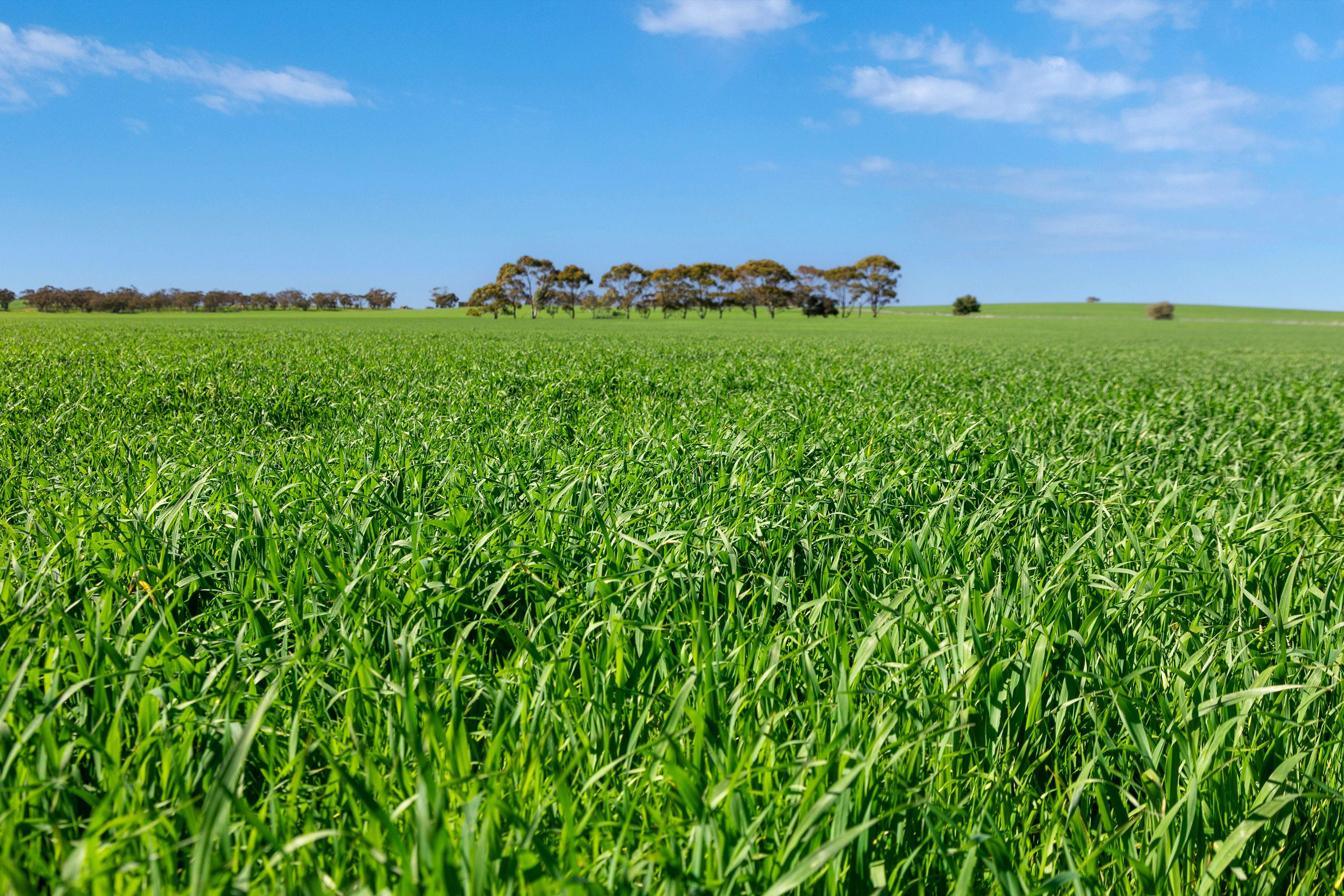 Prop-GPT: Cropping: SA Riverton, SA 5412 Rural