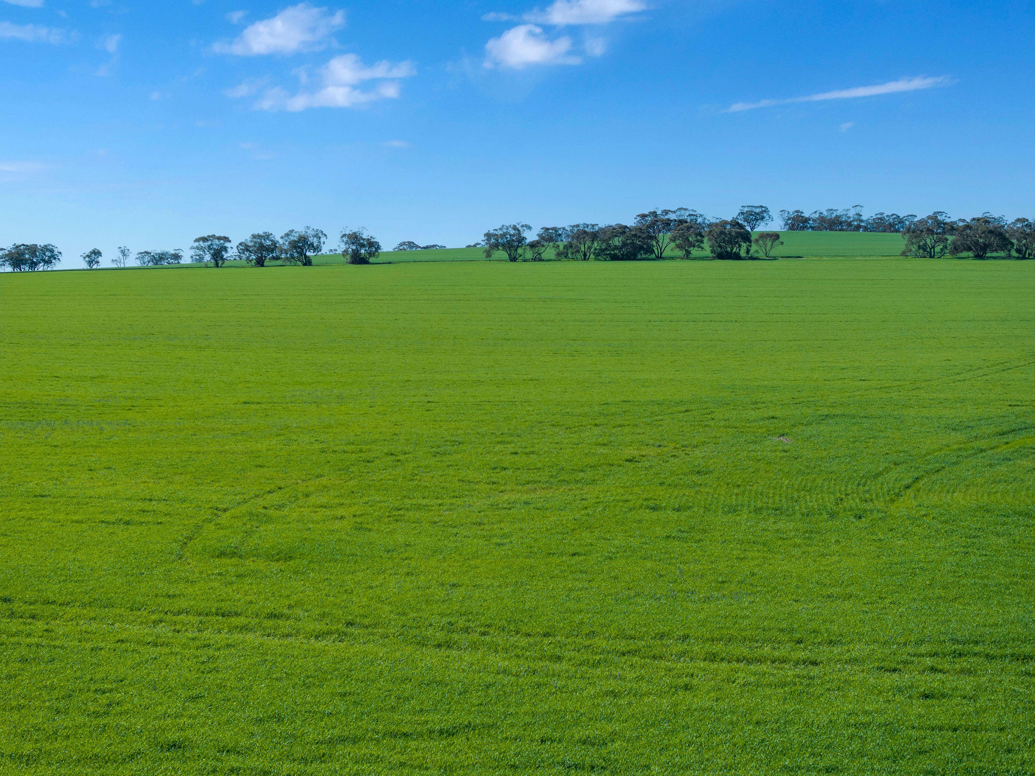 Cropping for Sale: Riverton, SA 5412, SA, 5412