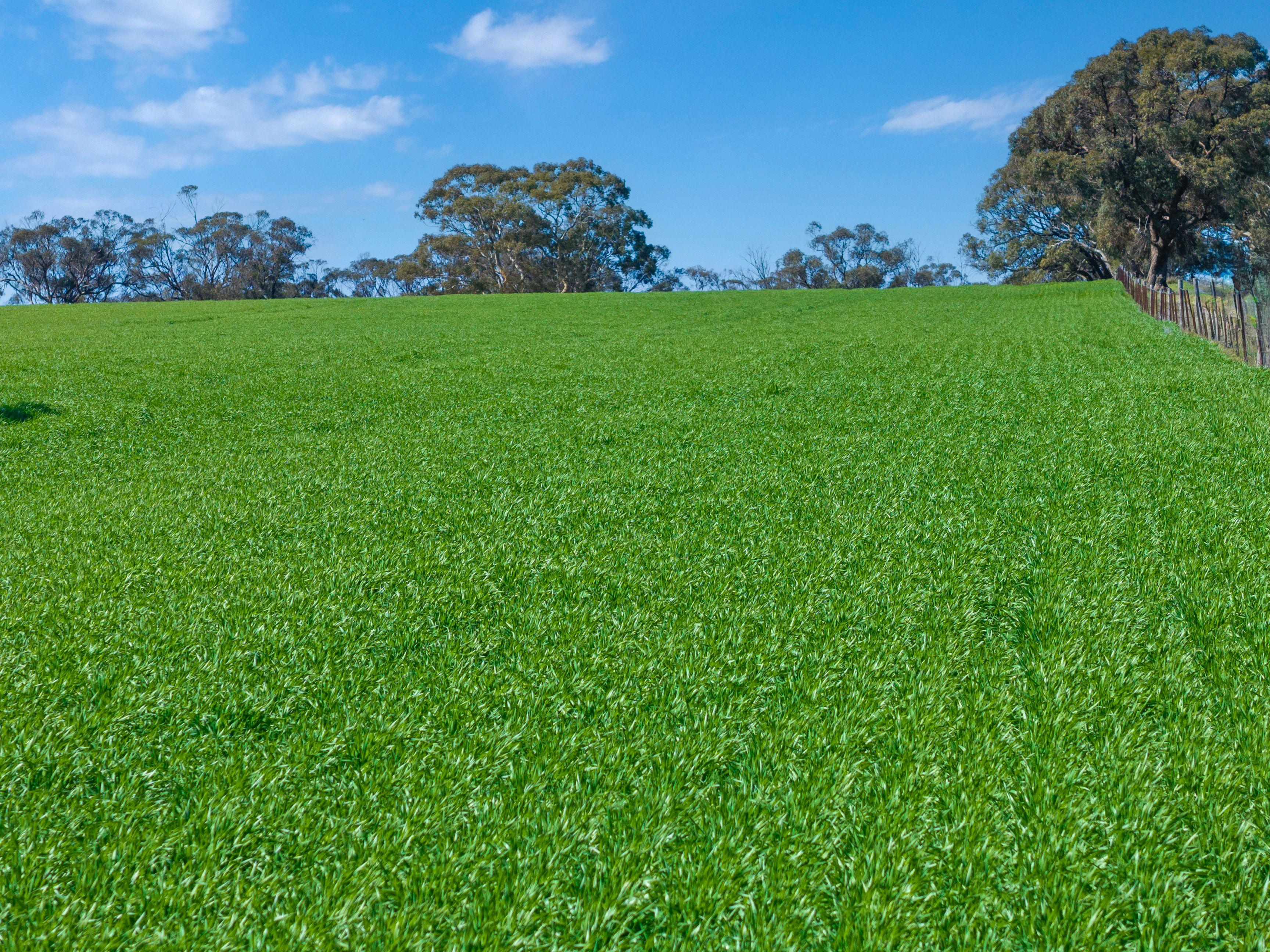 Cropping for Sale: Riverton, SA 5412, SA, 5412