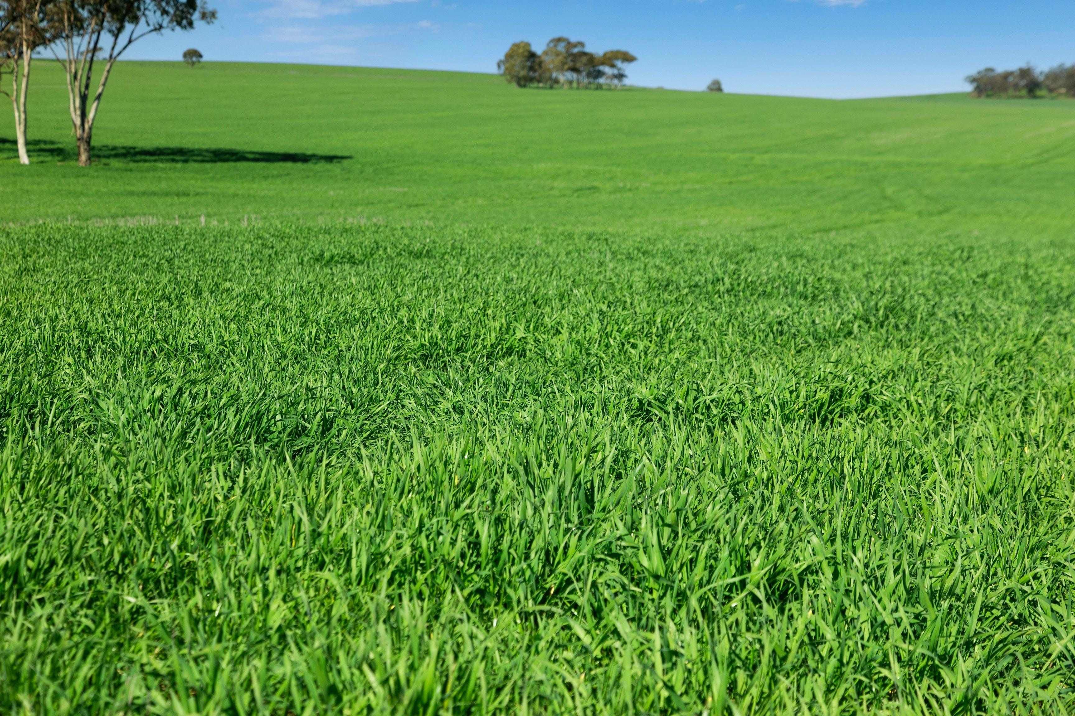 Cropping for Sale: Riverton, SA 5412, SA, 5412