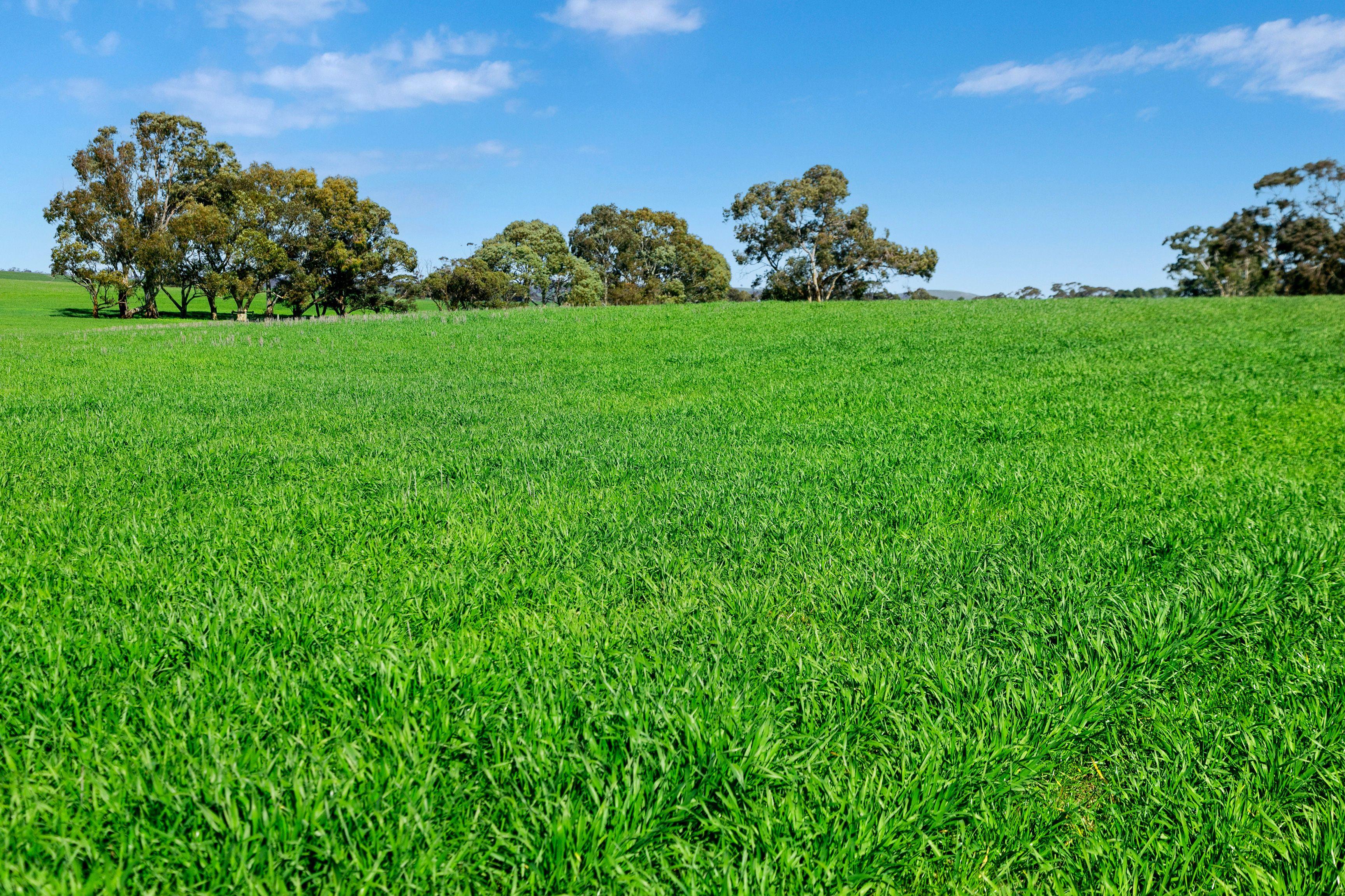 Cropping for Sale: Riverton, SA 5412, SA, 5412