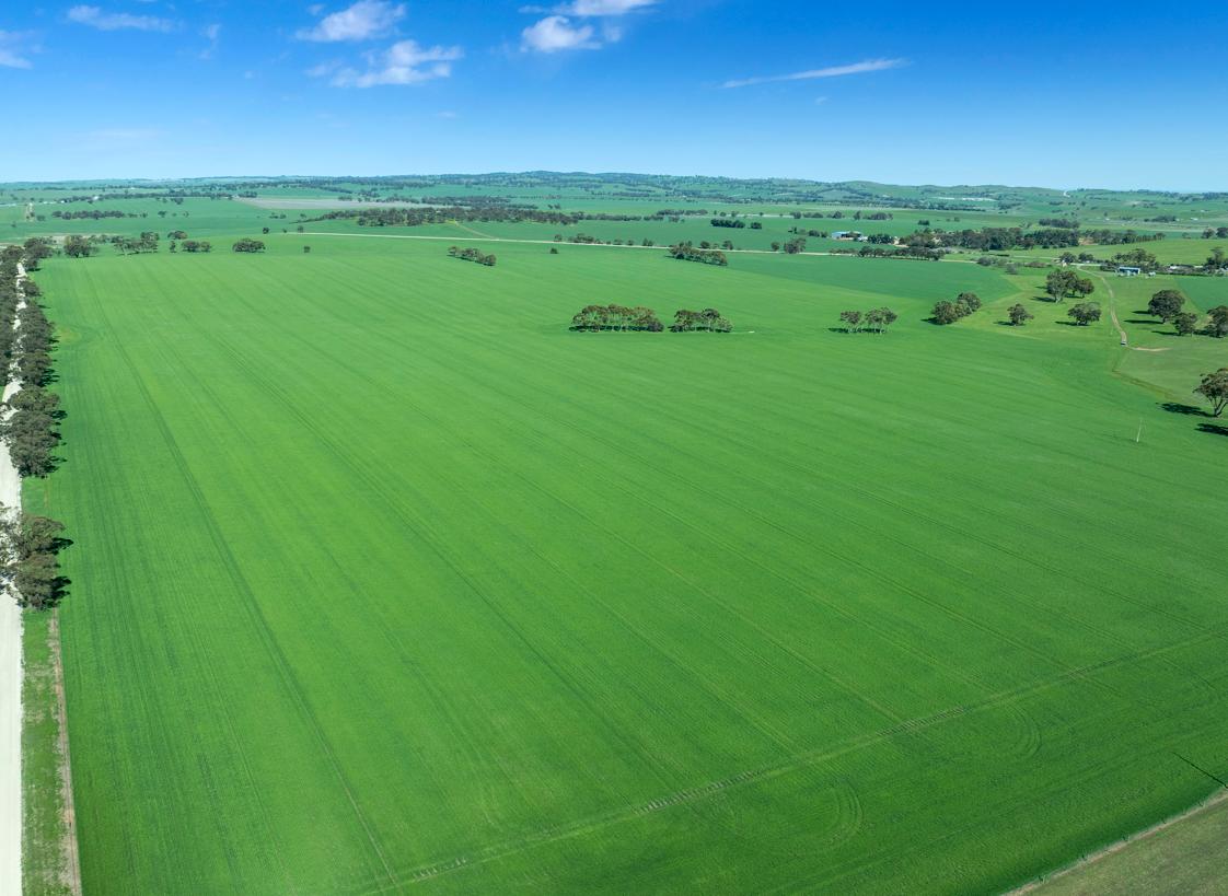 Cropping for Sale: Riverton, SA 5412, SA, 5412