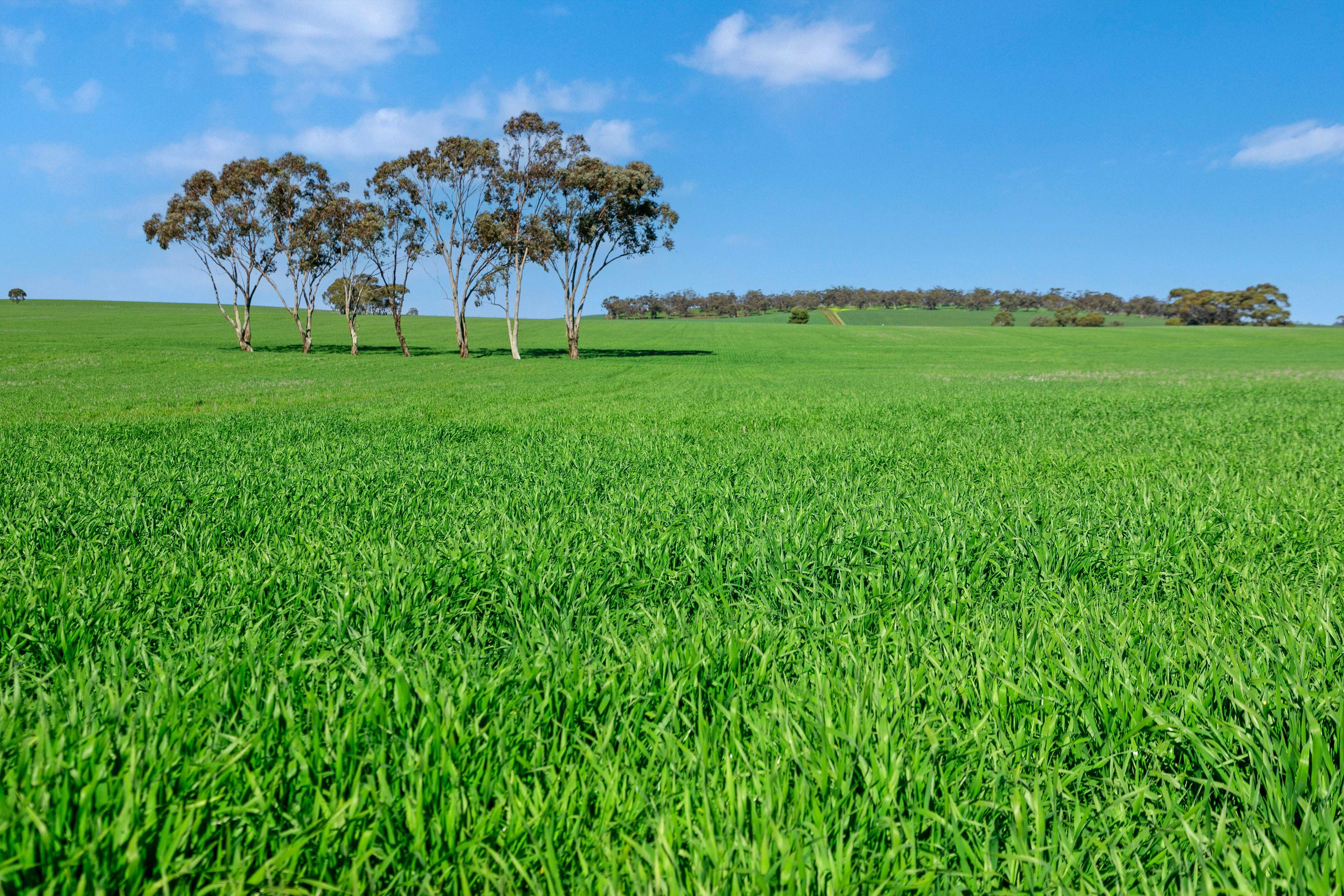 Cropping for Sale: Riverton, SA 5412, SA, 5412