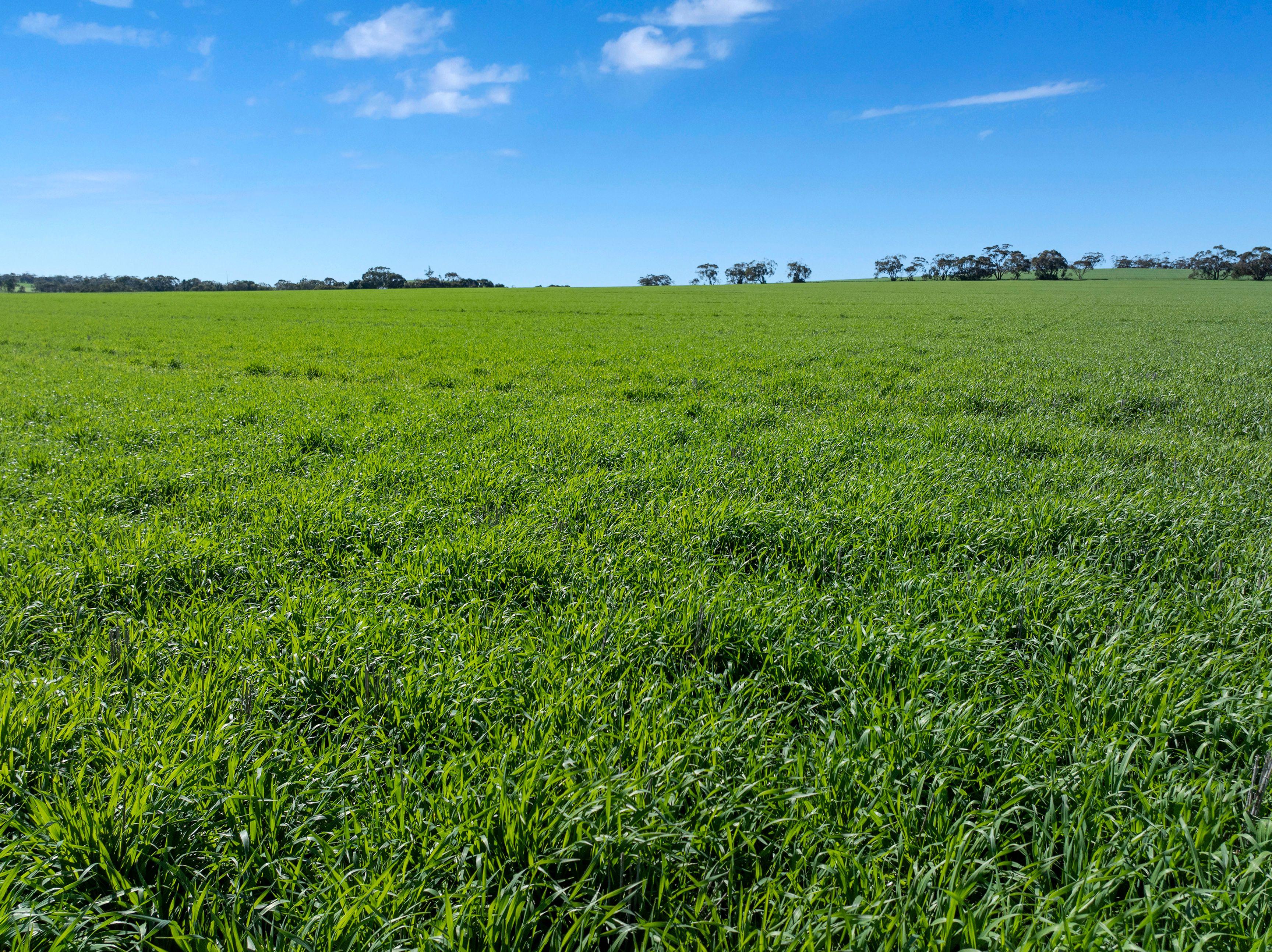 Cropping for Sale: Riverton, SA 5412, SA, 5412