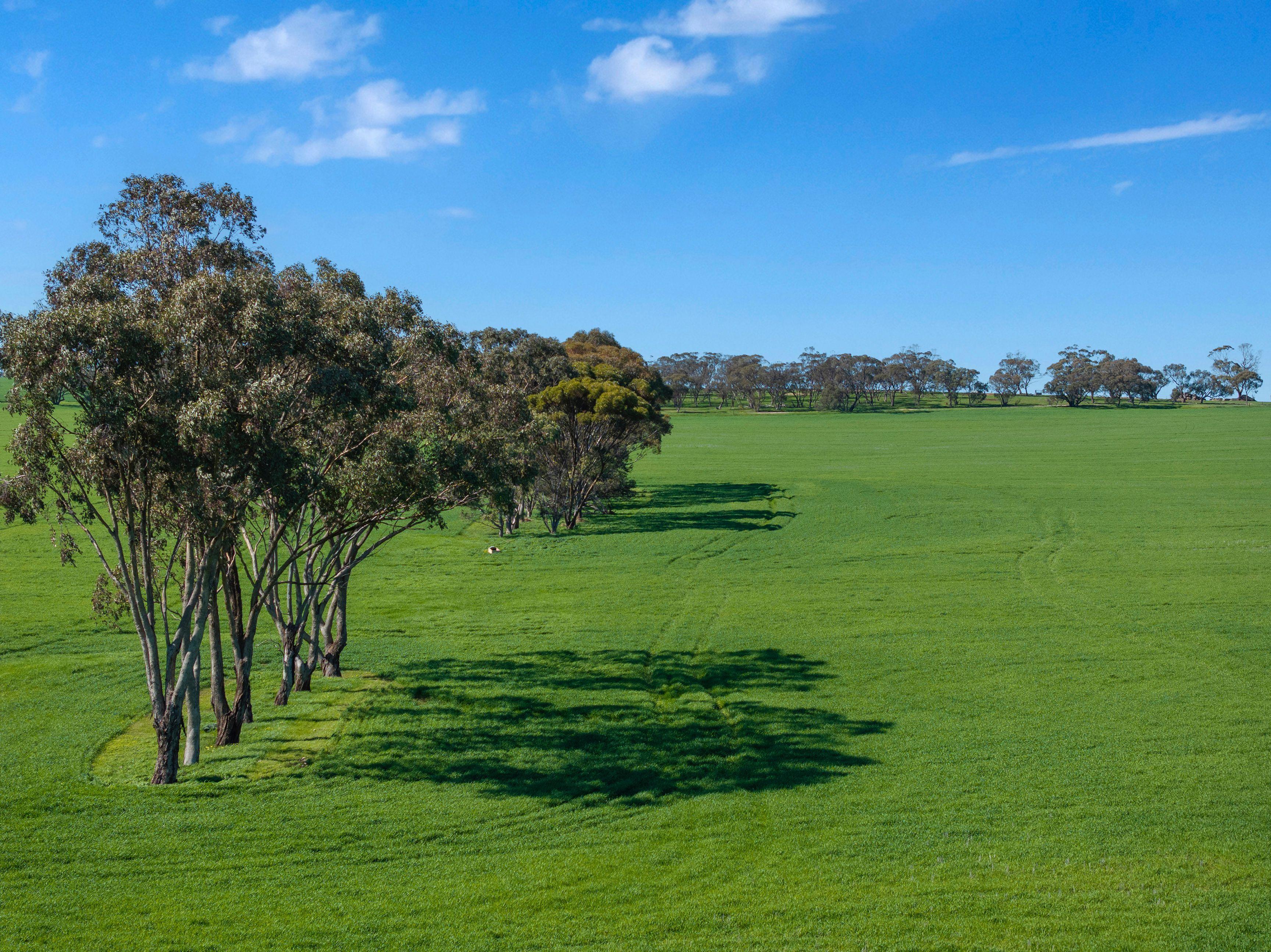 Cropping for Sale: Riverton, SA 5412, SA, 5412