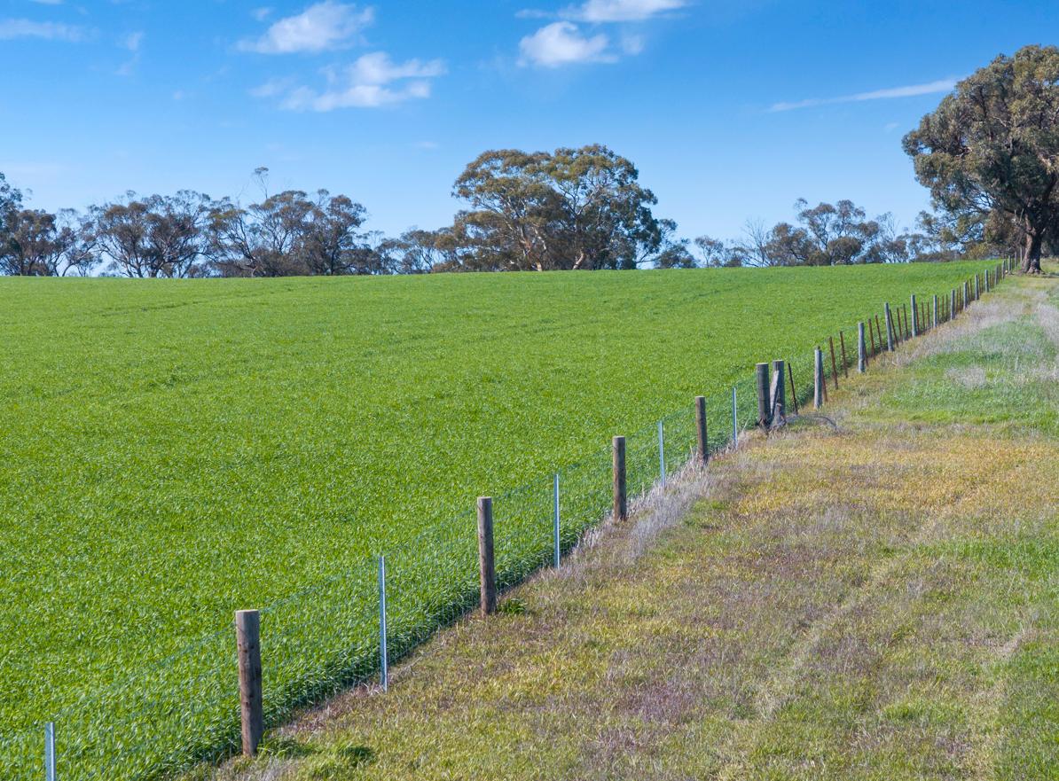 Cropping for Sale: Riverton, SA 5412, SA, 5412