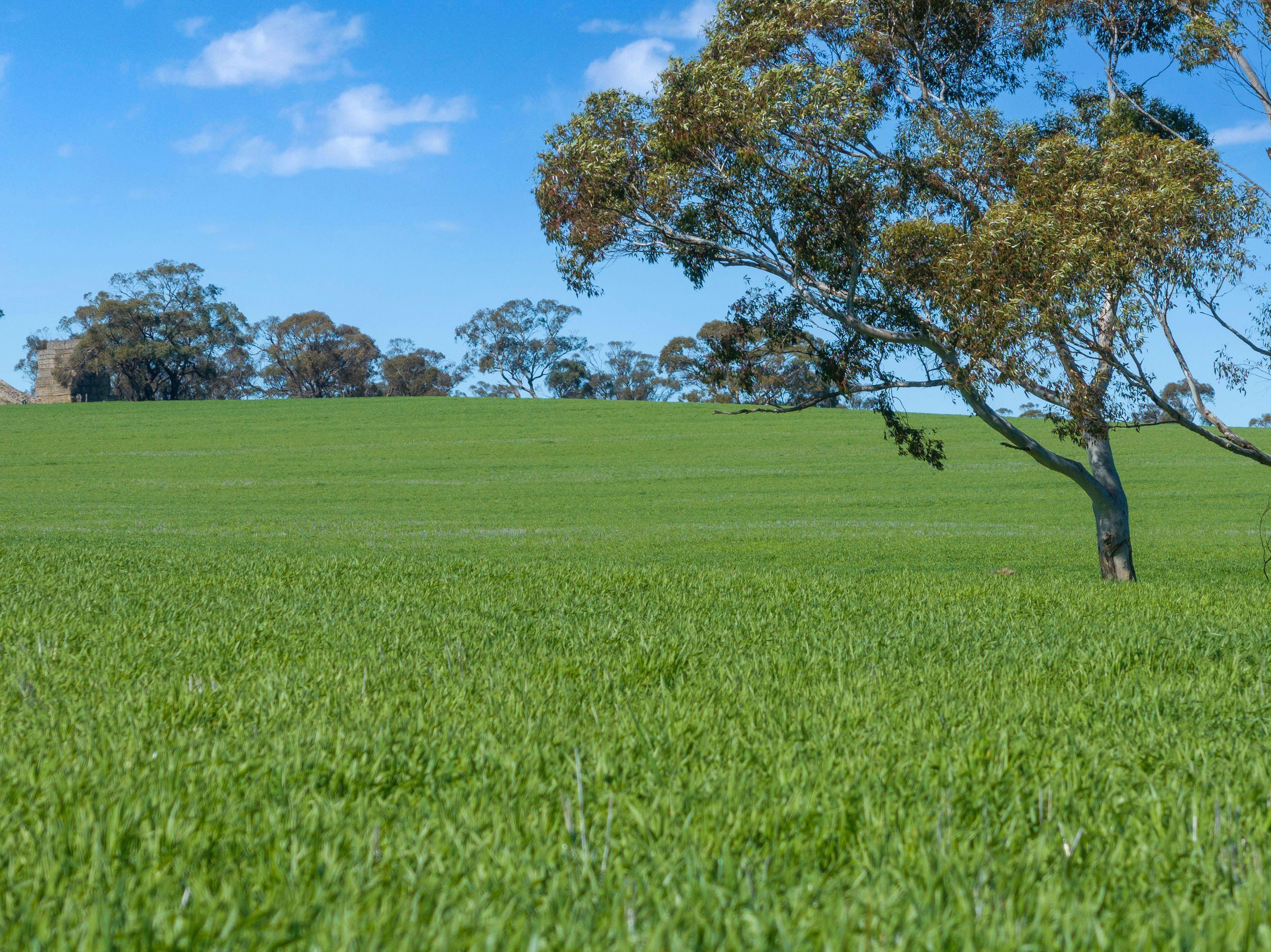 Cropping for Sale: Riverton, SA 5412, SA, 5412