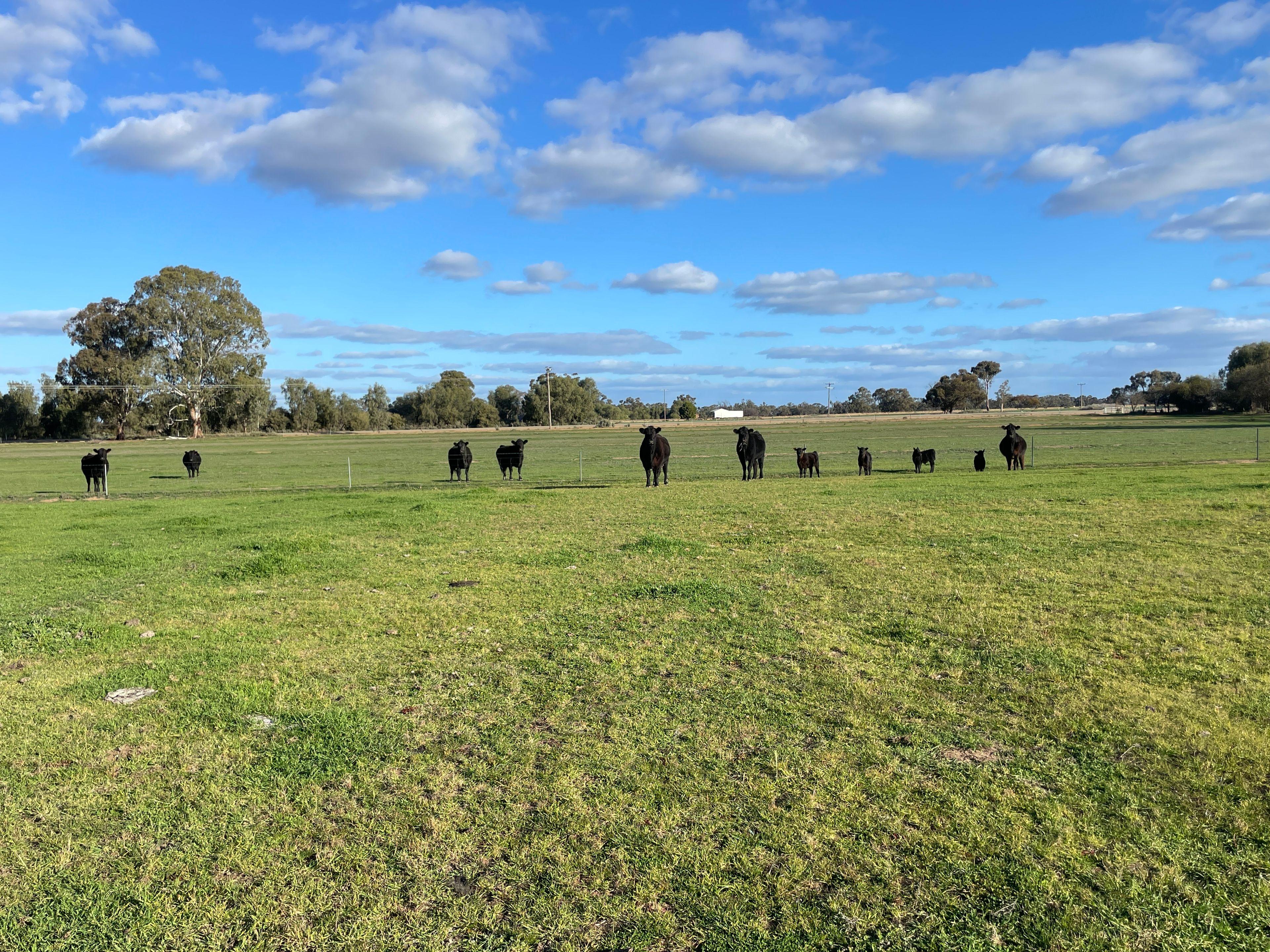 Mixed Farming for Sale: Wakool, NSW 2710, NSW, 2710