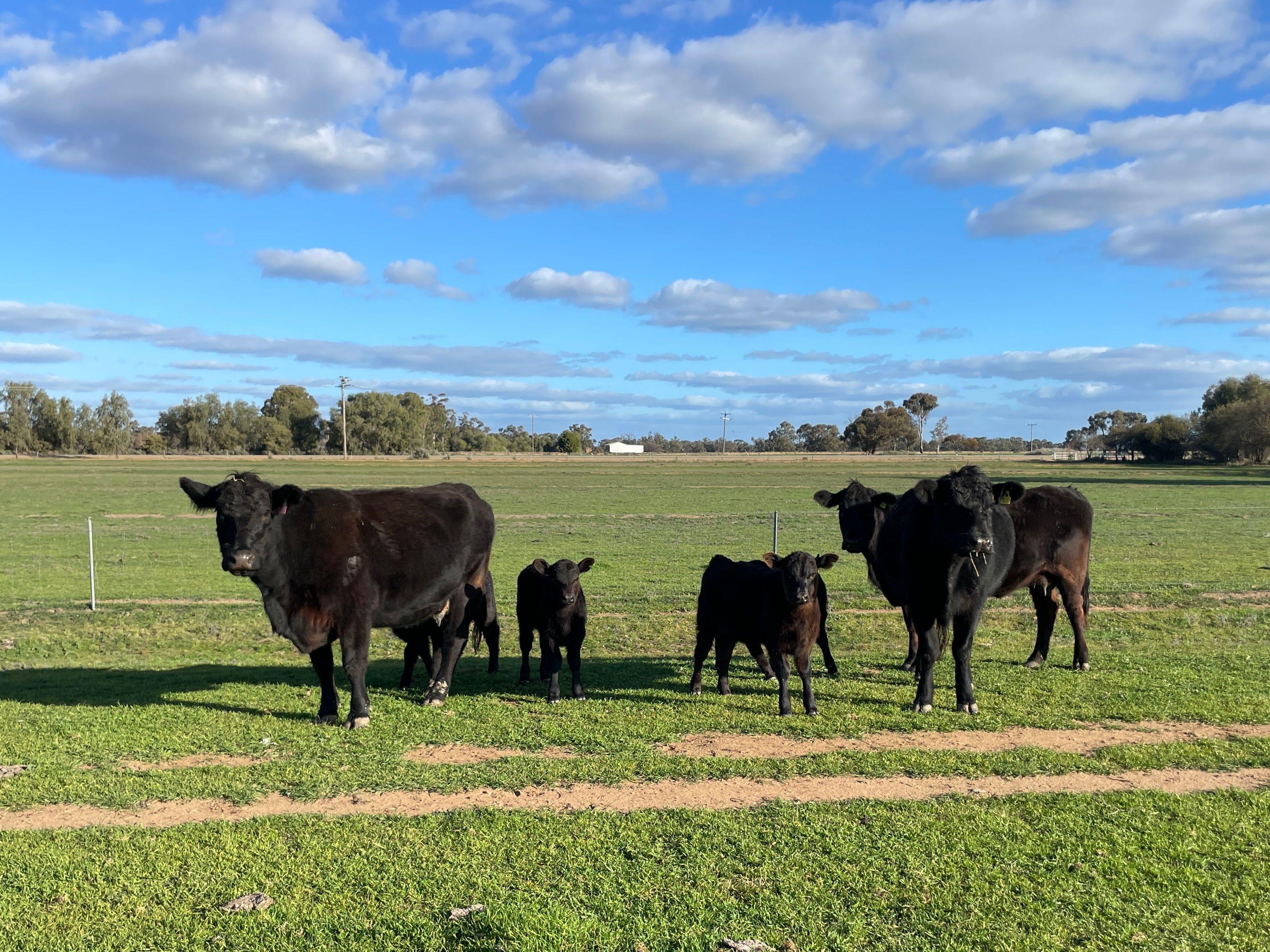 Mixed Farming for Sale: Wakool, NSW 2710, NSW, 2710