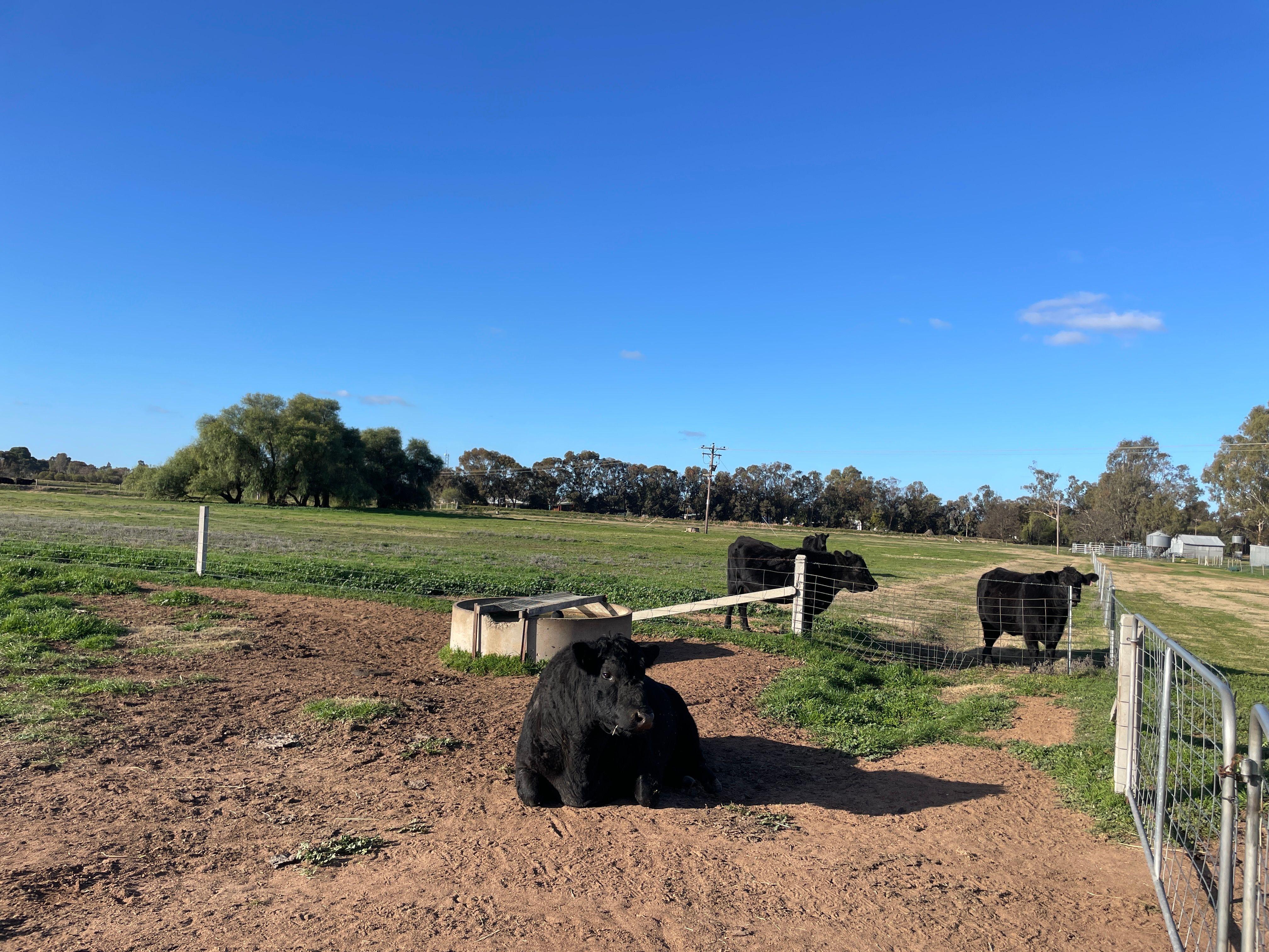 Mixed Farming for Sale: Wakool, NSW 2710, NSW, 2710
