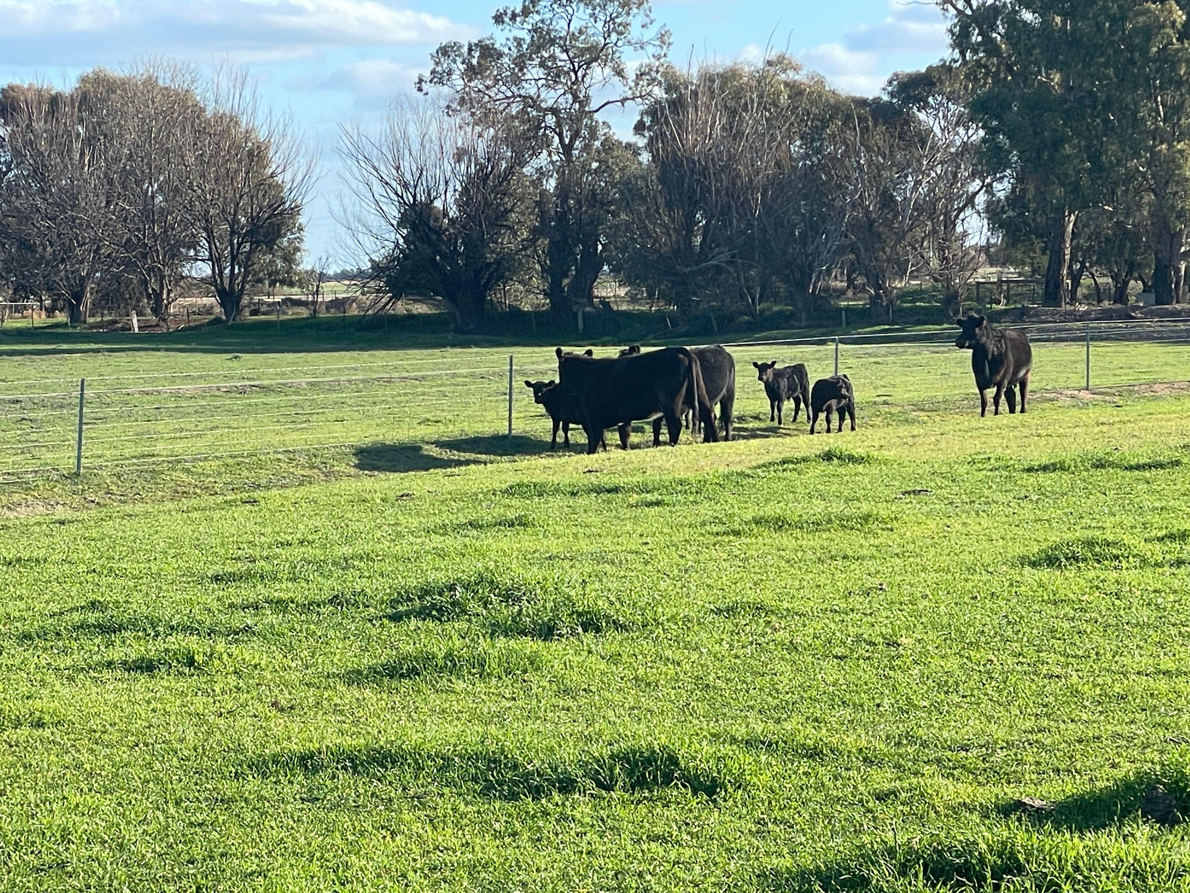 Mixed Farming for Sale: Wakool, NSW 2710, NSW, 2710