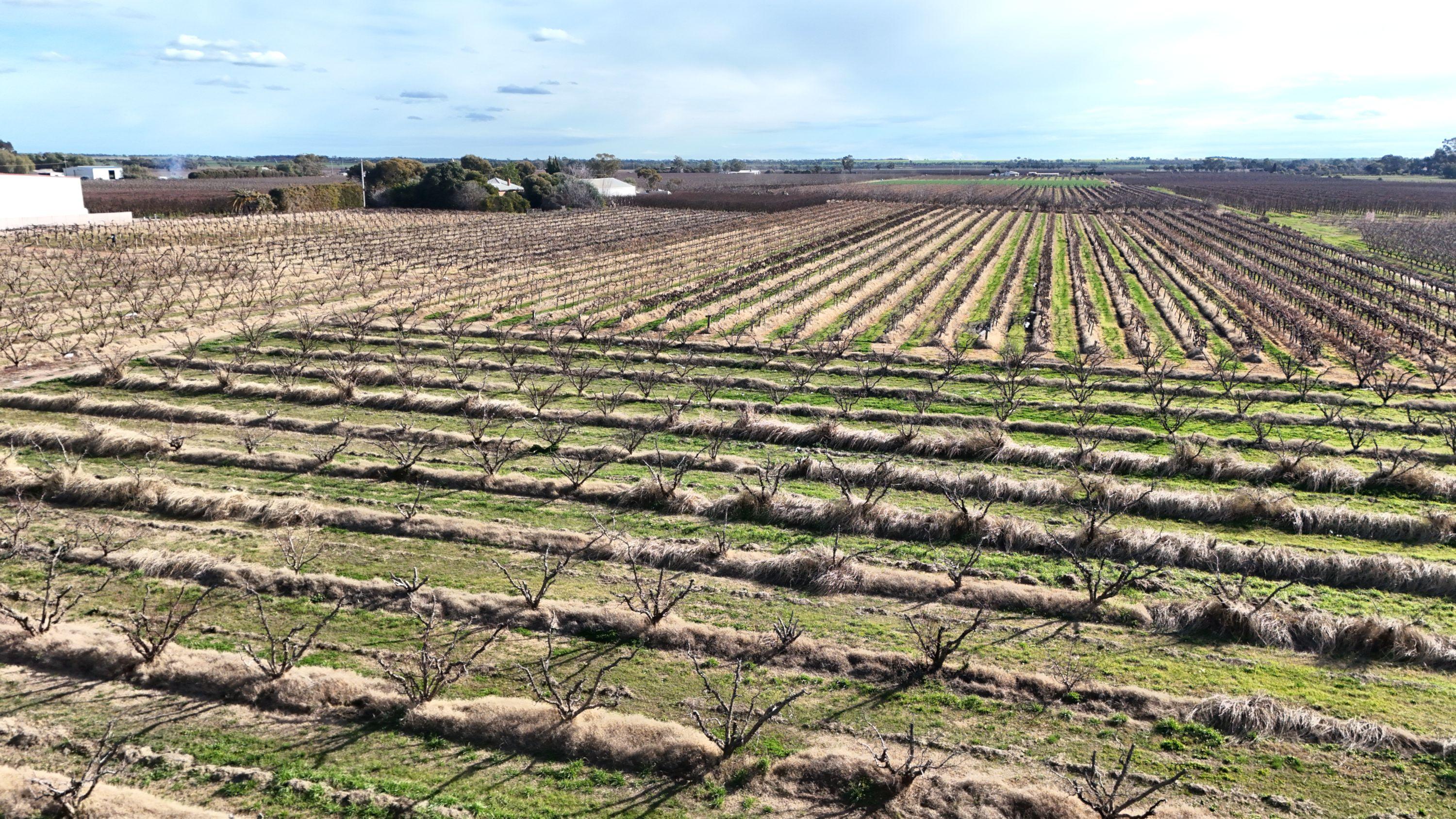 Mixed Farming for Sale: Woorinen North, VIC 3589, VIC, 3589